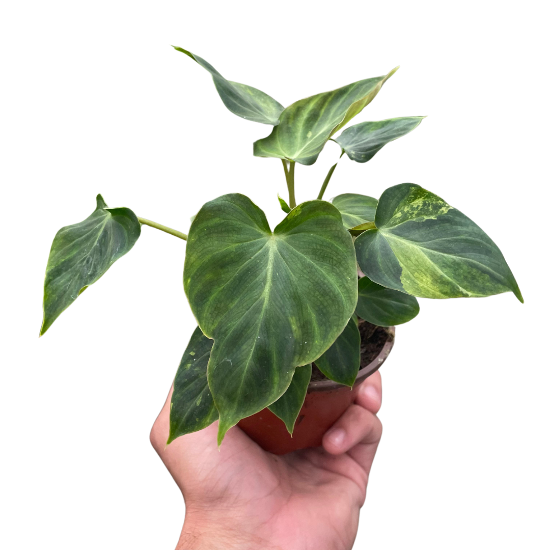 Philodendron 'Verrucosum' - Austin Jungle Co.