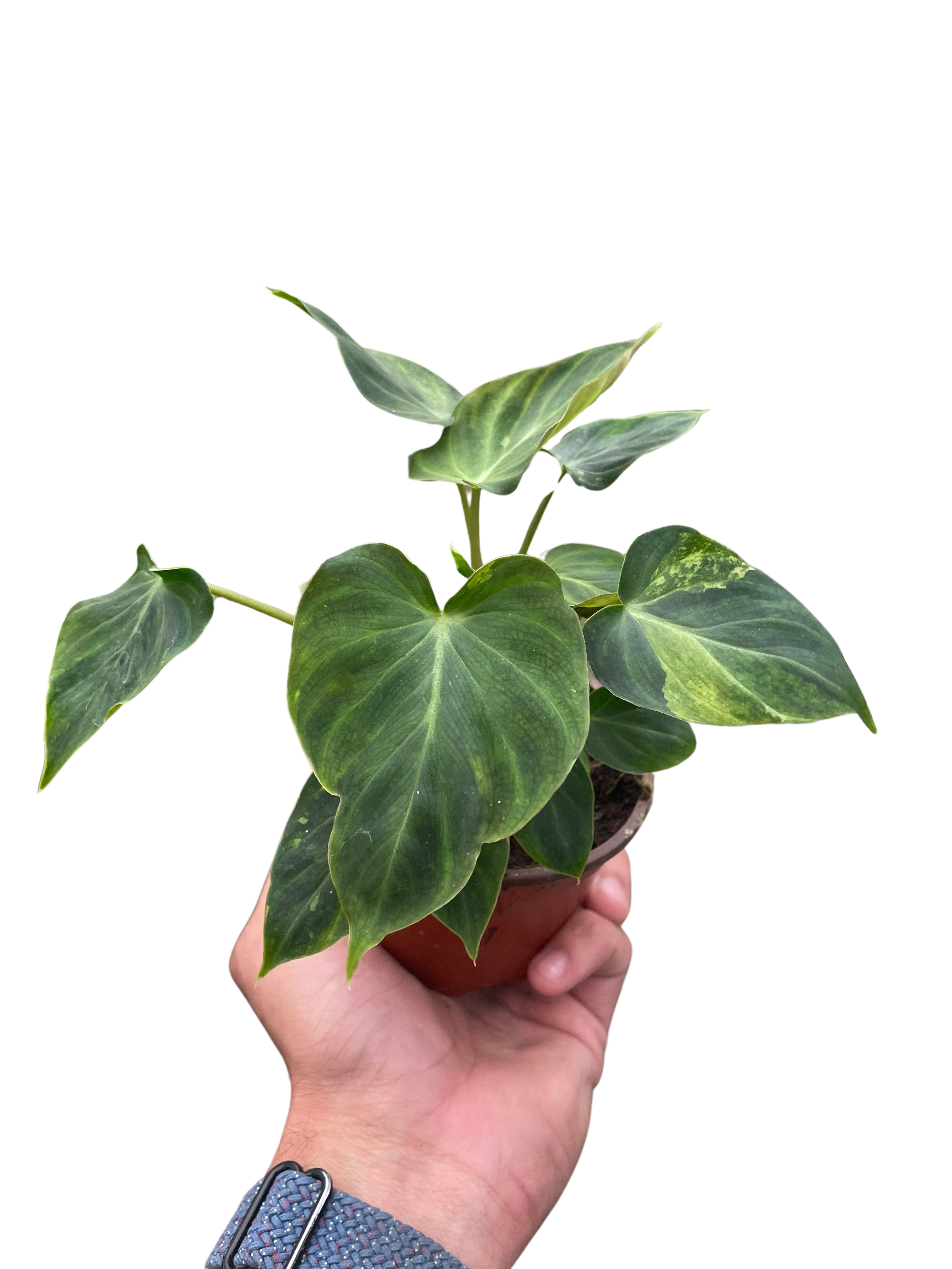 Philodendron 'Verrucosum' - Austin Jungle Co.