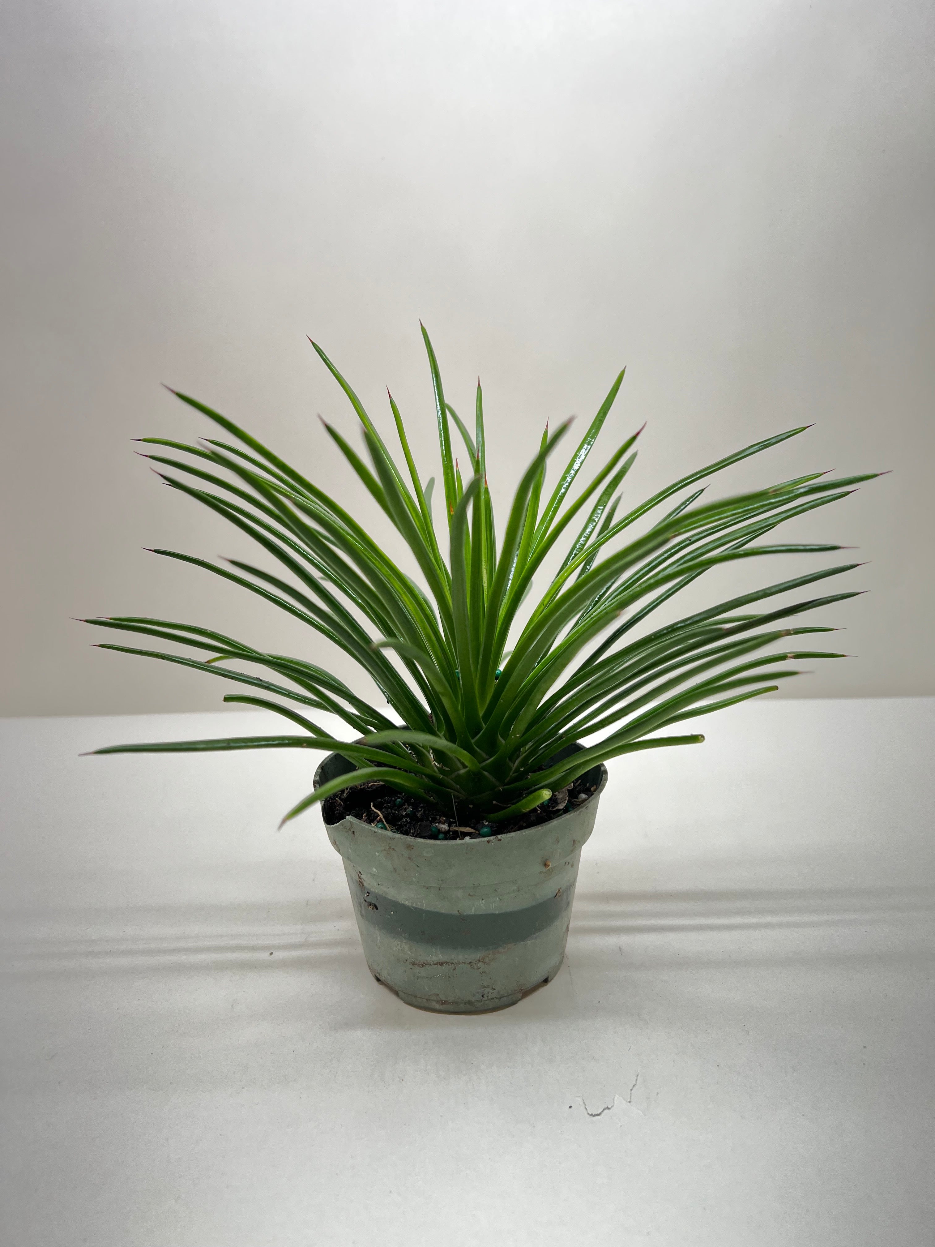 Succulent Agave Twin Flower - Austin Jungle Co.