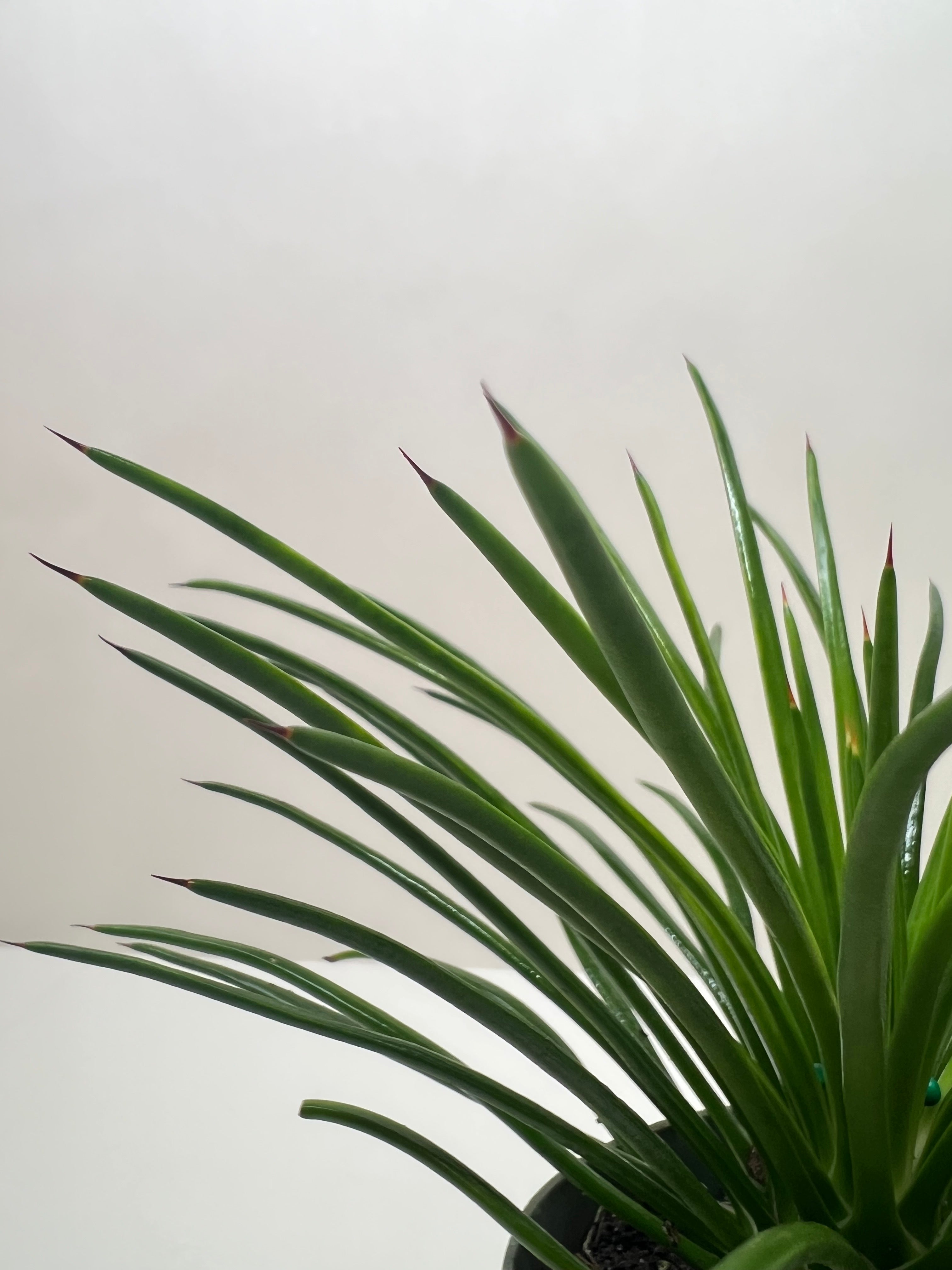 Succulent Agave Twin Flower - Austin Jungle Co.