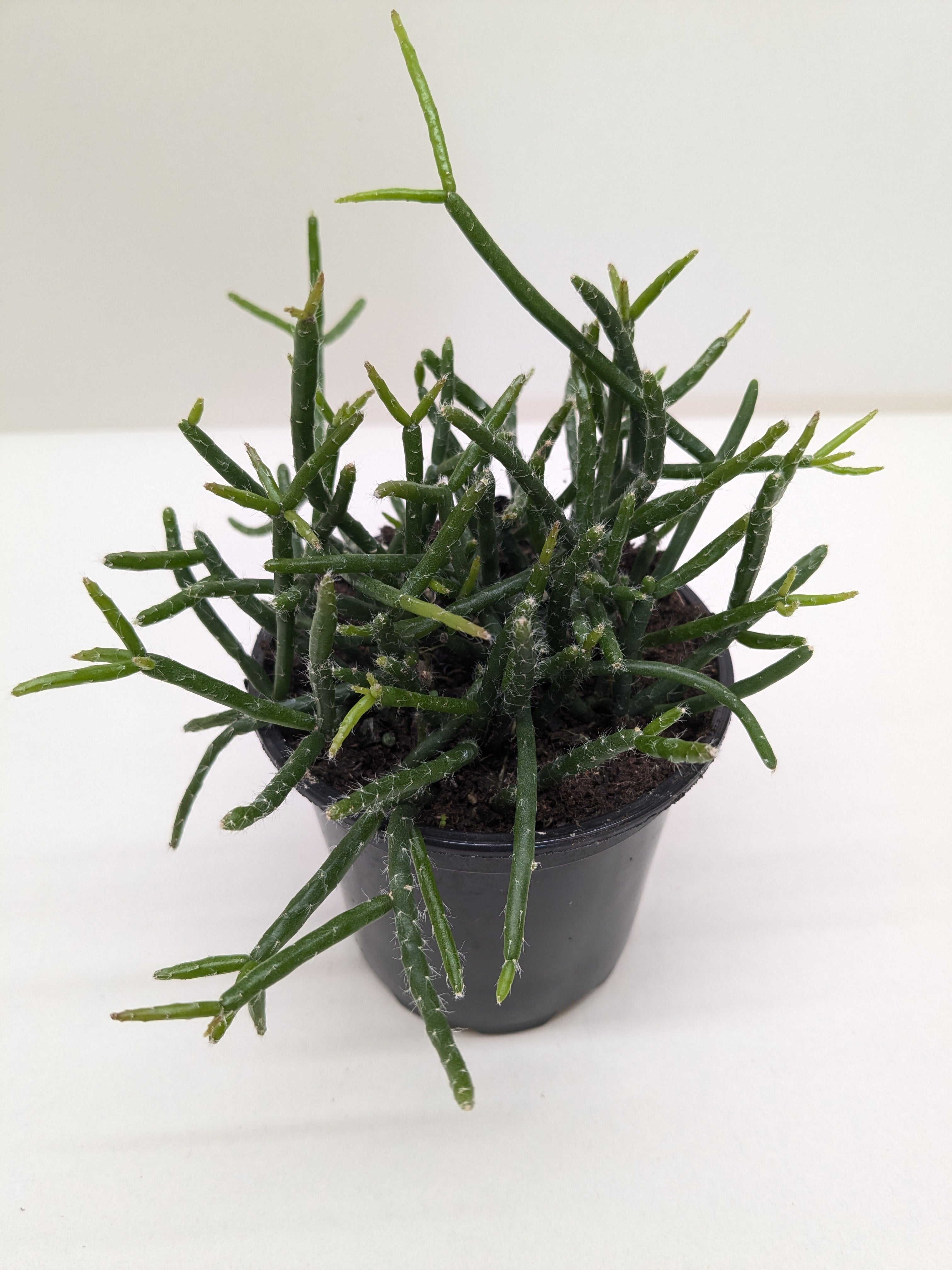 Succulent Cactus 'Mistletoe' Succulent 4" Pot Austin Jungle Co.