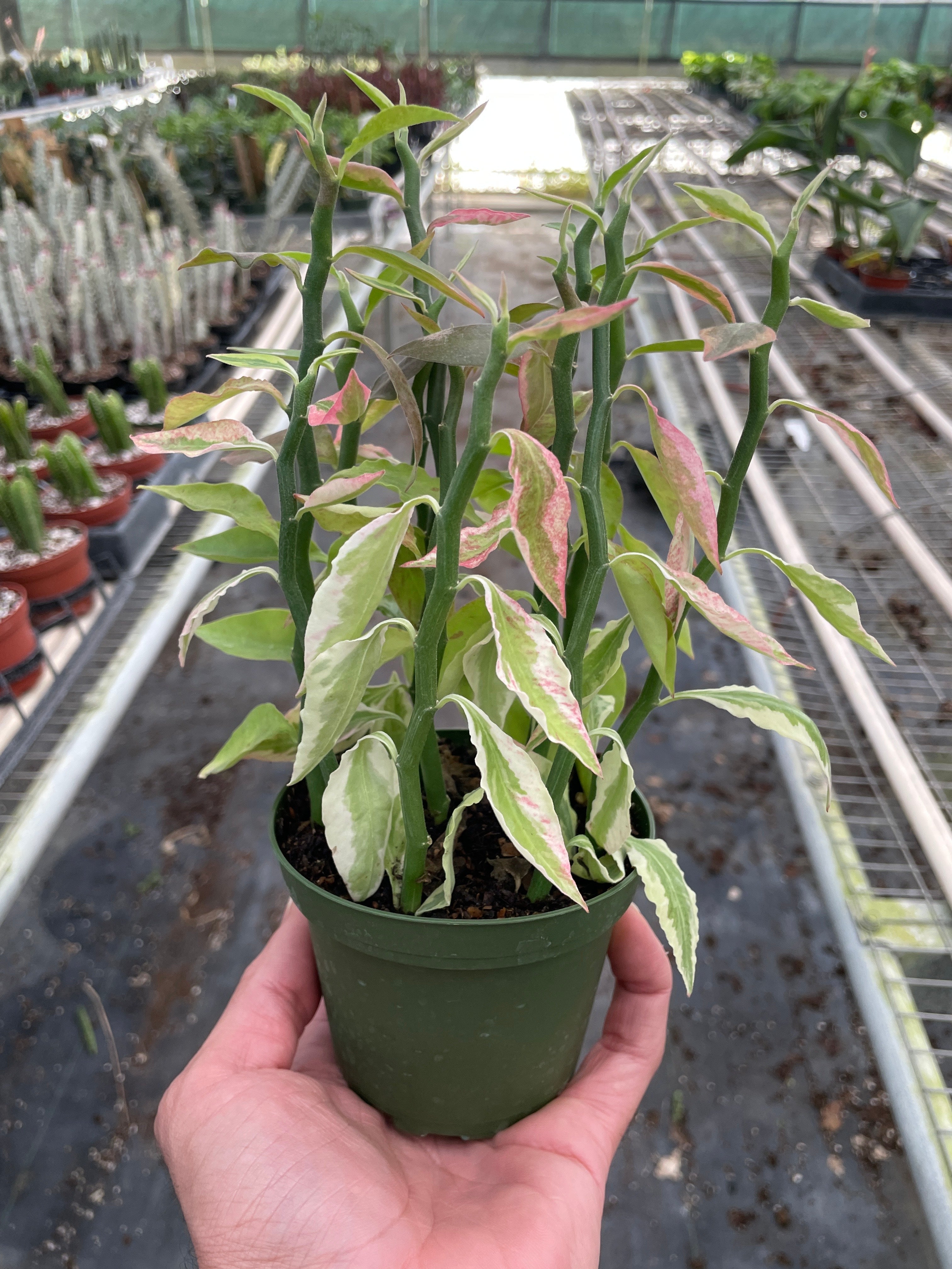 Variegated Devil's Backbone Euphorbia Succulent 4" Pot Austin Jungle Co.