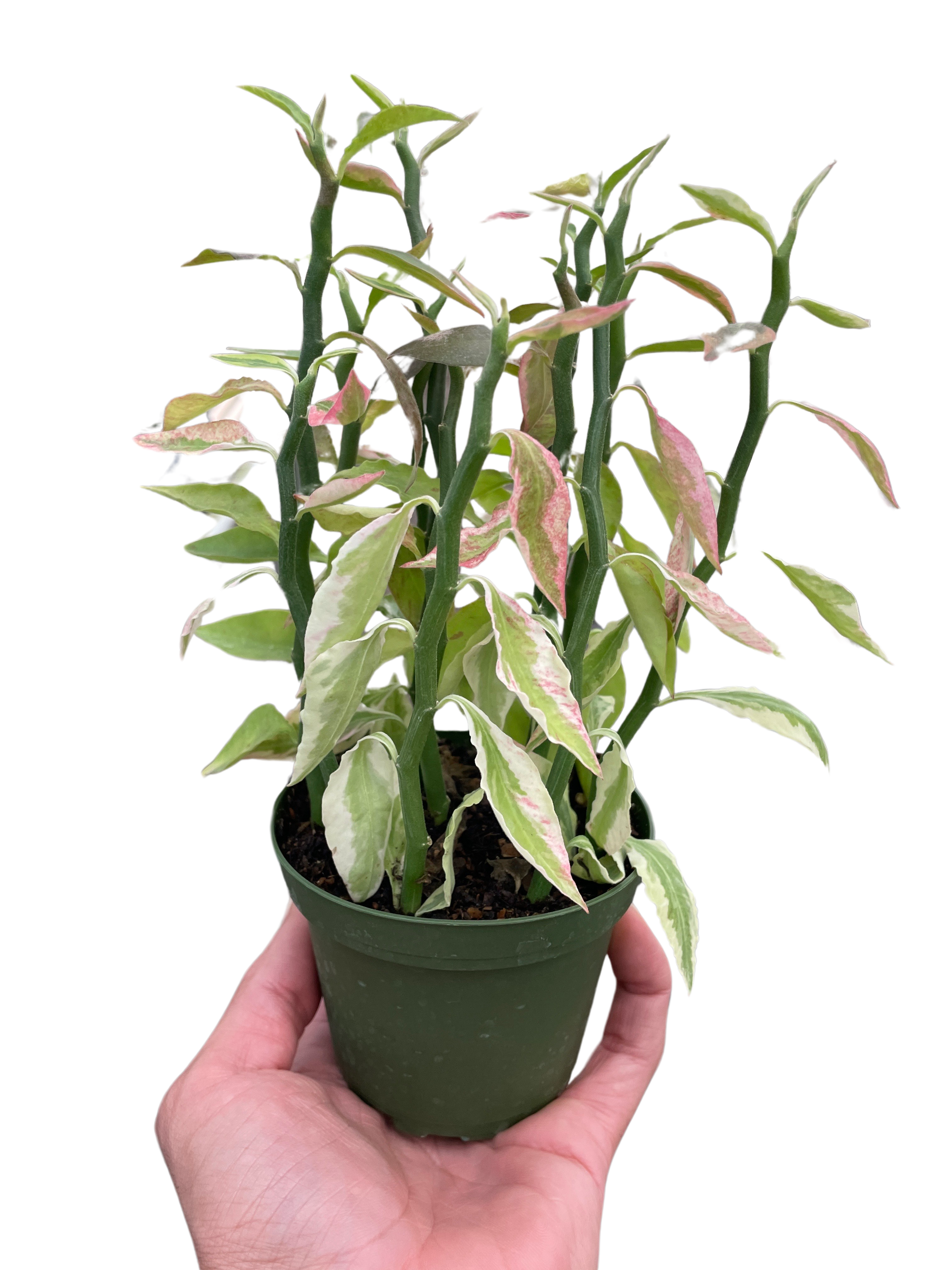 Variegated Devil's Backbone Euphorbia Succulent 4" Pot Austin Jungle Co.