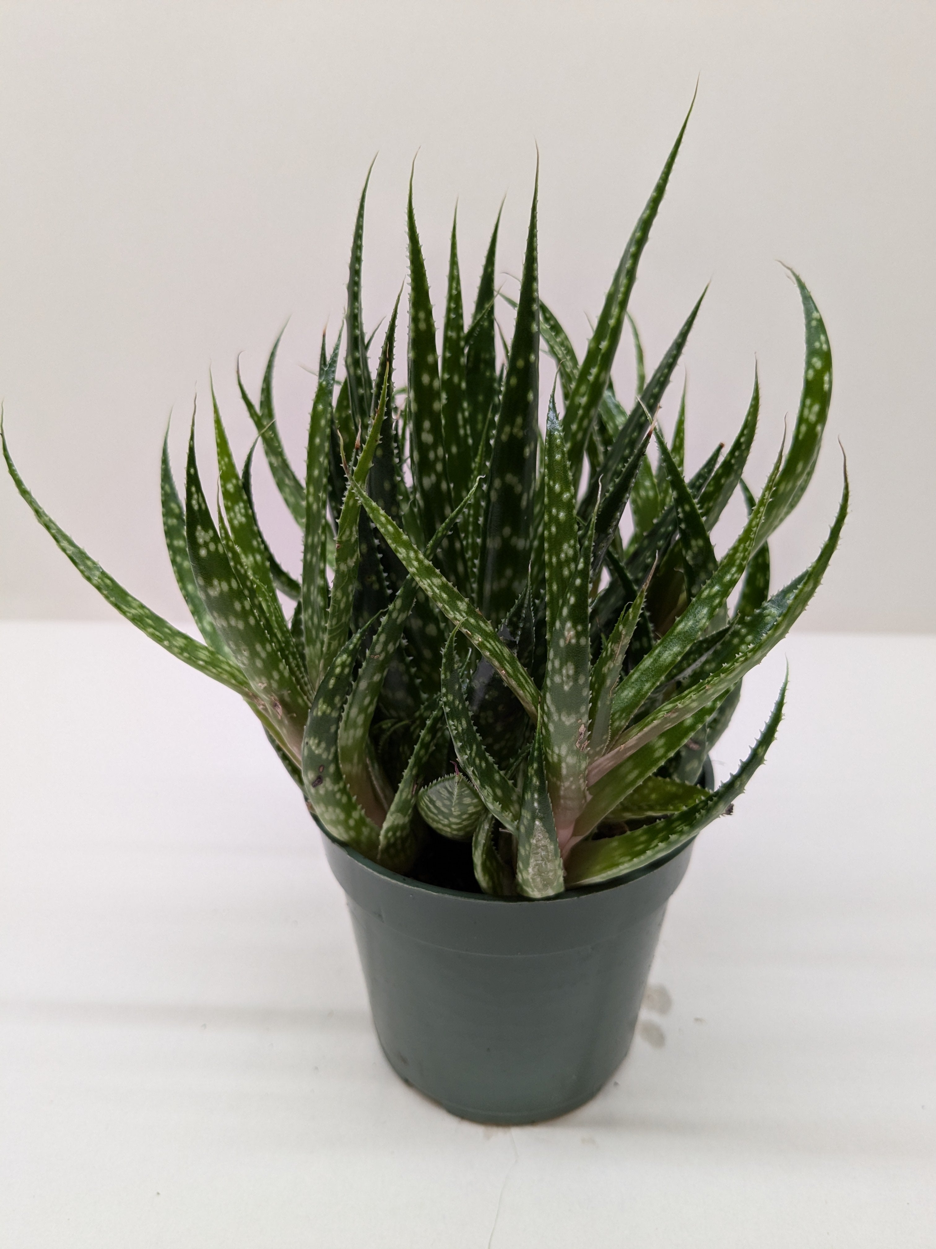 Succulent Gasteria Zimflora