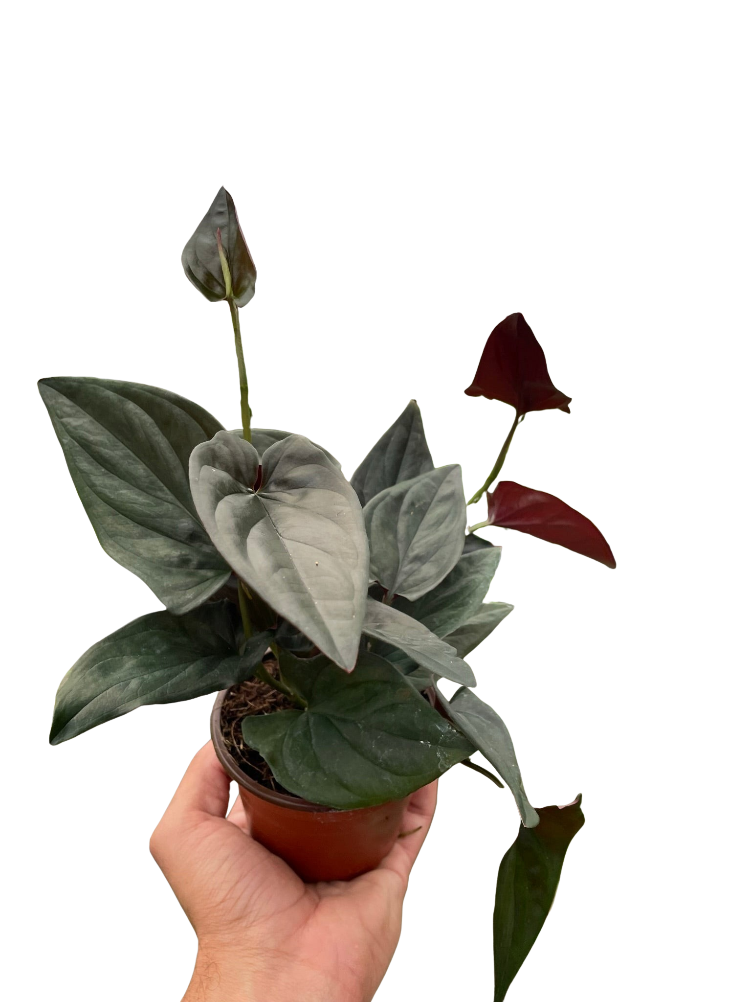 Syngonium 'Red Arrow' Indoor Plants 4" Pot Austin Jungle Co.