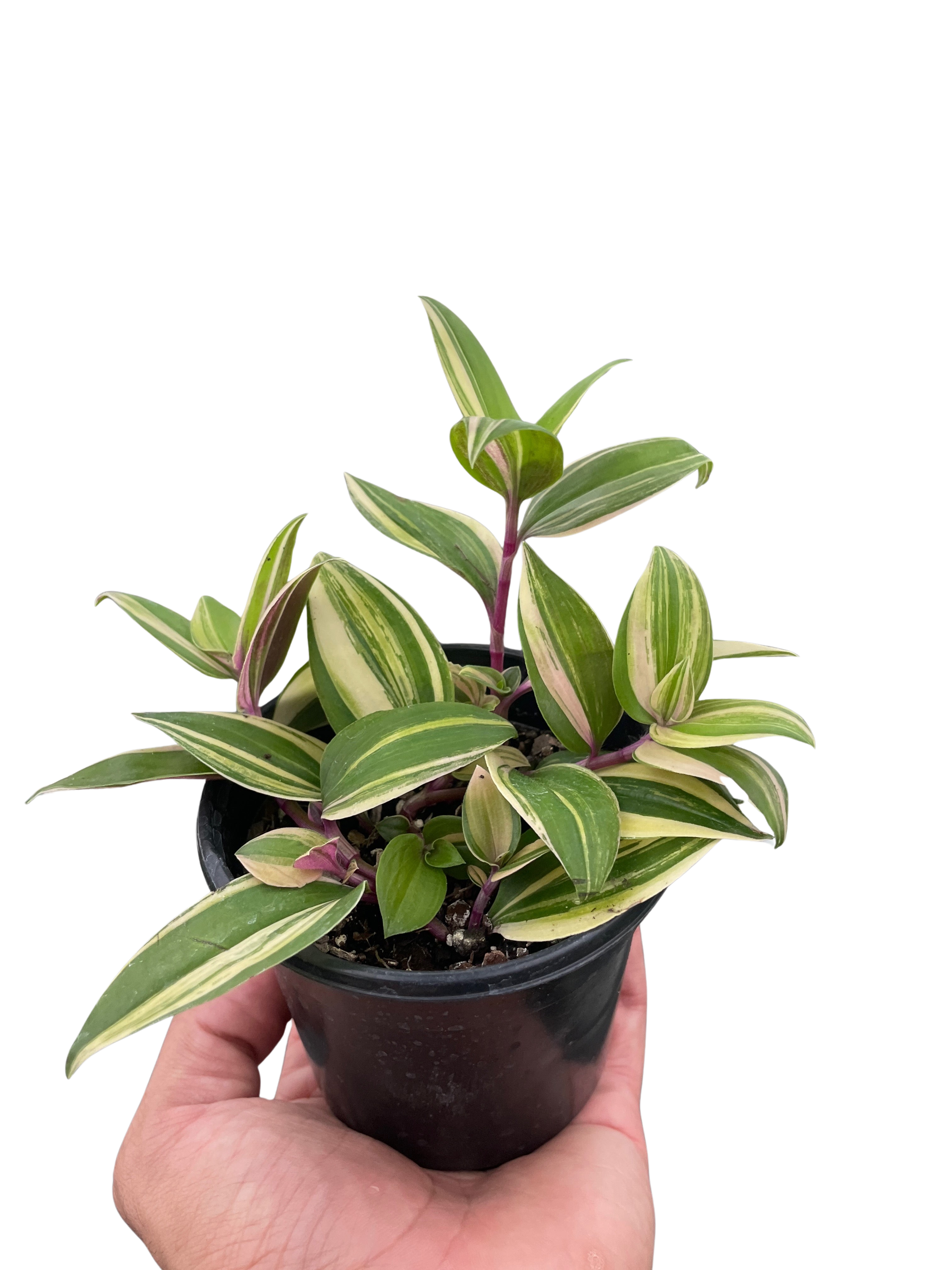 Tradescantia 'Tricolor' - Austin Jungle Co.