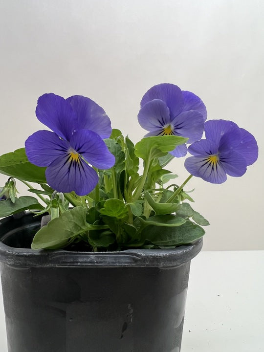 Viola 6" Plant (2pk/$4.5) ($15 Ship/63oz) 4" Pot / Blue Austin Jungle Co.
