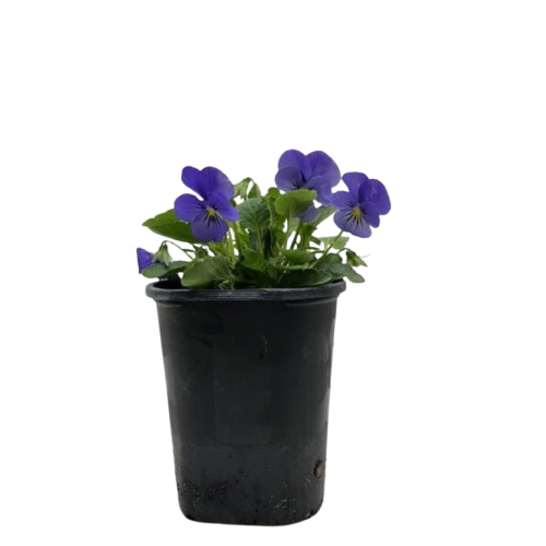 Viola 6" Plant (2pk/$4.5) ($15 Ship/63oz) 4" Pot / Blue Austin Jungle Co.