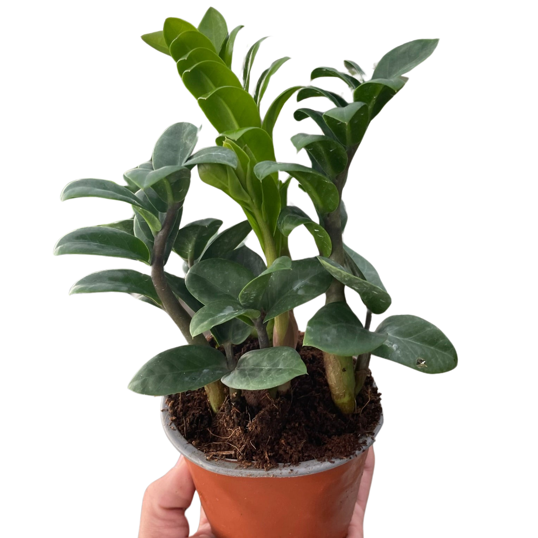 Zamioculcas zamiifolia 'Zenzi' Default 4" Pot Austin Jungle Co.
