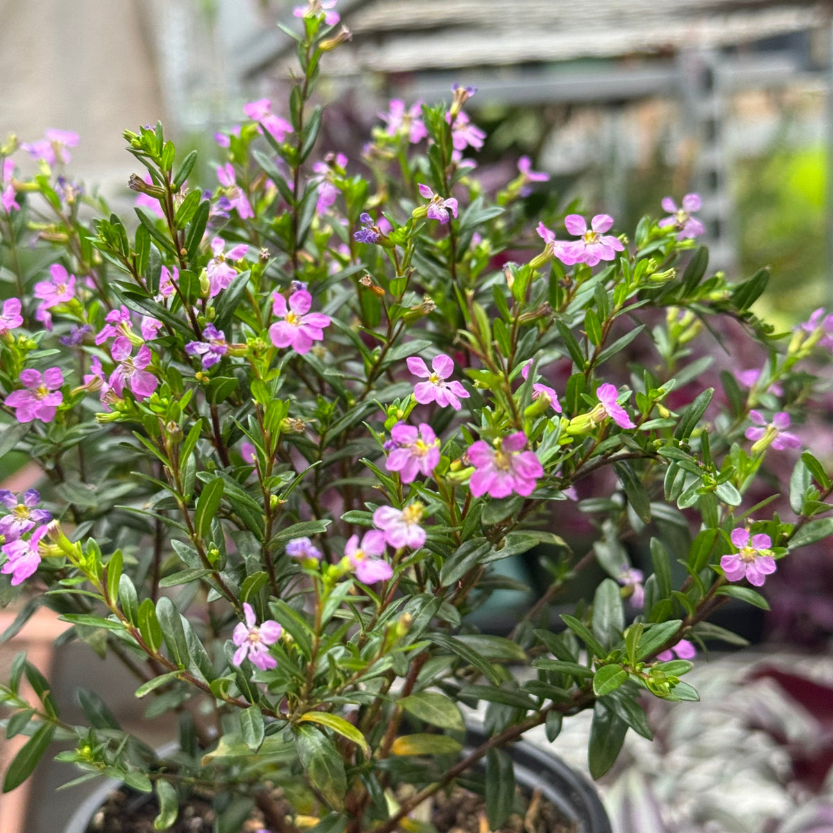 Cuphea Floriglory live plant, photo 10 - Austin Jungle Co.