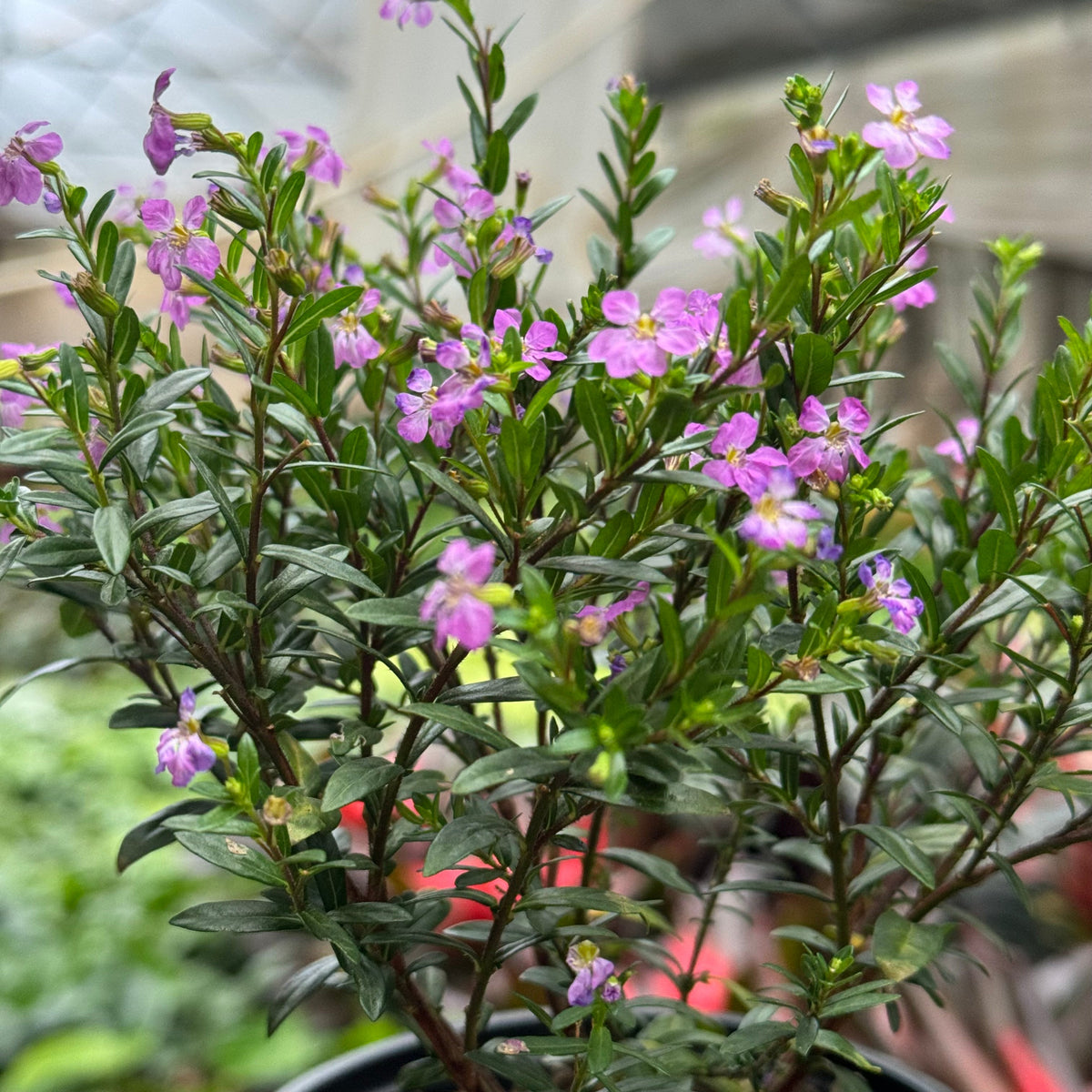 Cuphea Floriglory live plant, photo 8 - Austin Jungle Co.