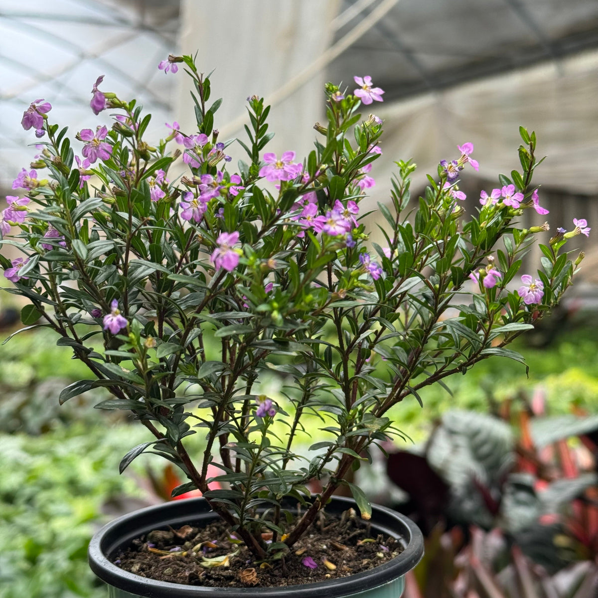 Cuphea Floriglory live plant, photo 9 - Austin Jungle Co.