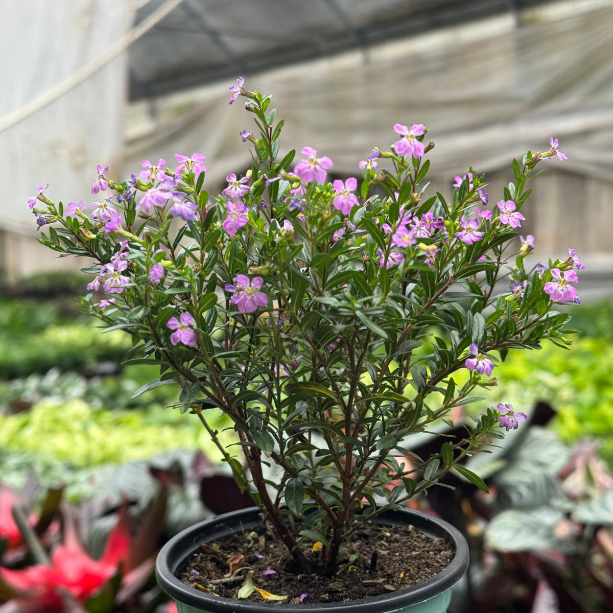 Cuphea Floriglory live plant, photo 11 - Austin Jungle Co.