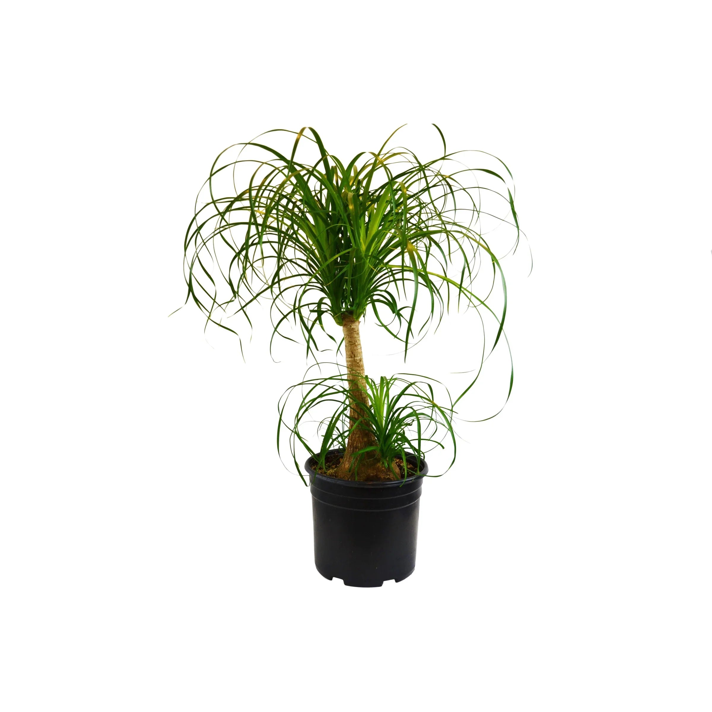 Palm Ponytail Indoor Plants 3" Pot Austin Jungle Co.