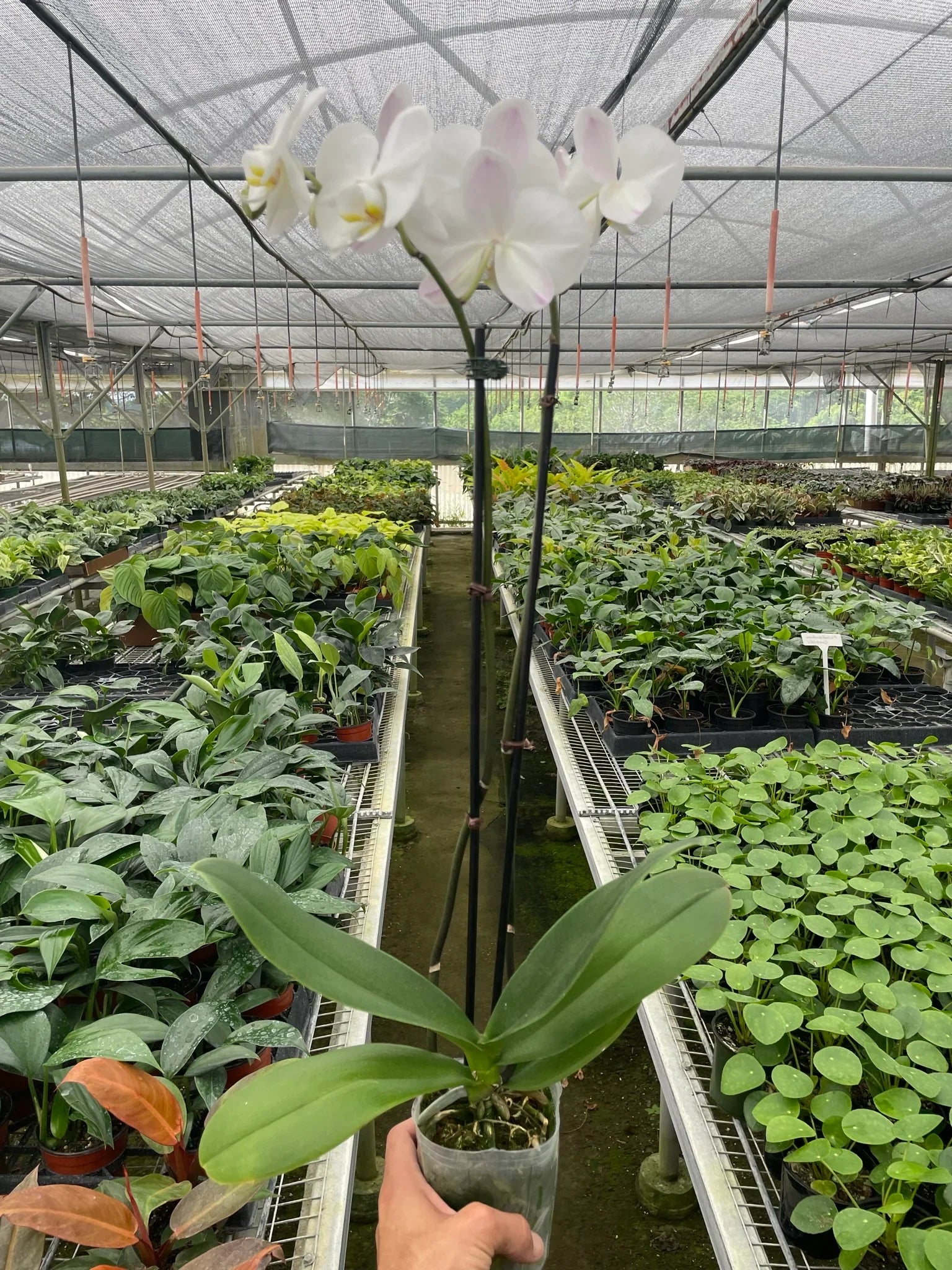 Orchid 'White Phalaenopsis' 5" Pot Austin Jungle Co.