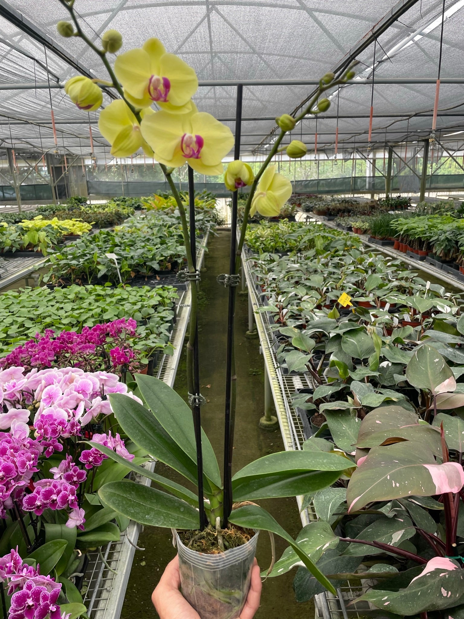 Orchid 'Yellow Phalaenopsis' 5" Pot / Double Spike Austin Jungle Co.