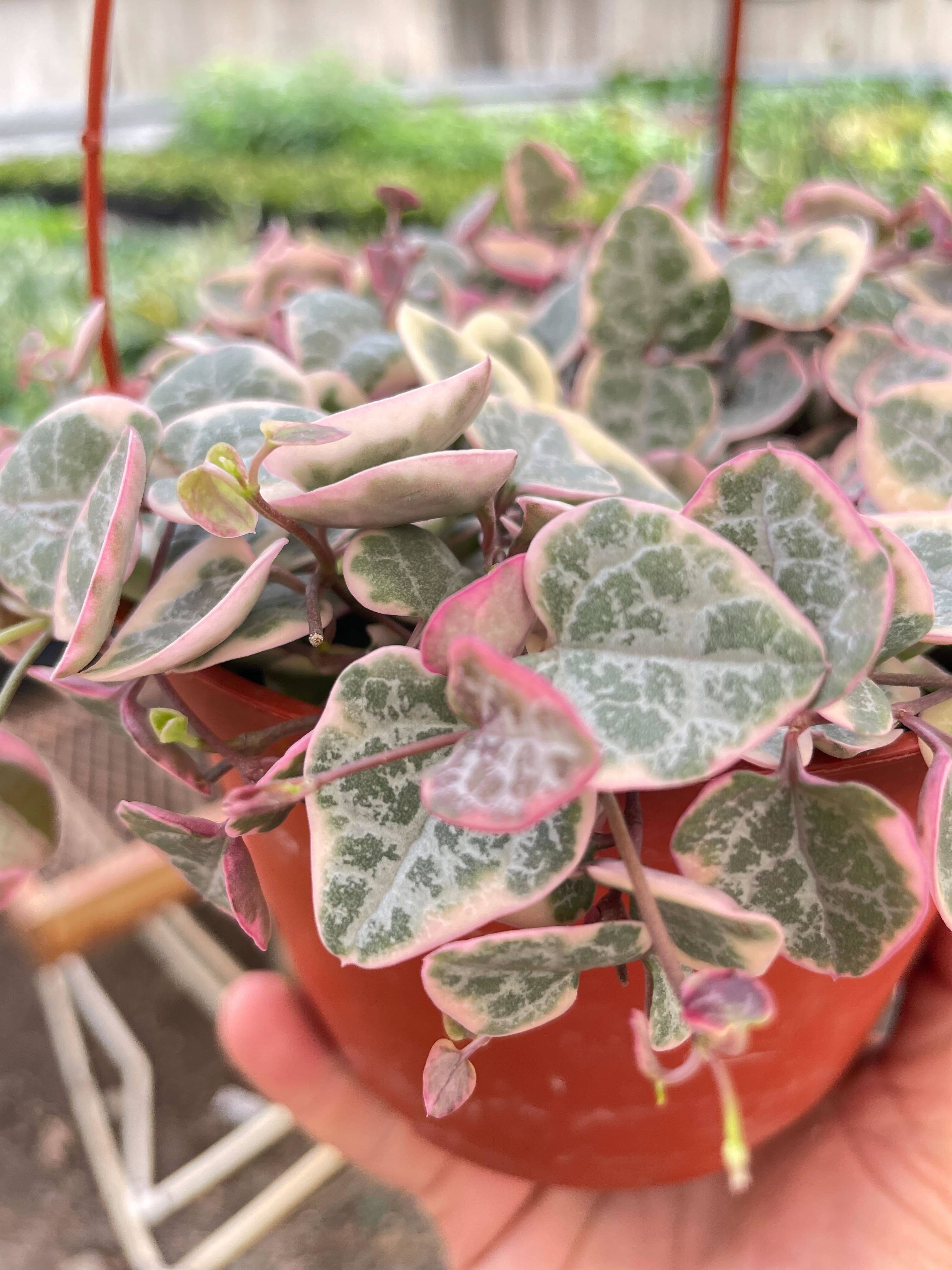 String of Hearts Variegated 6" Pot Austin Jungle Co.
