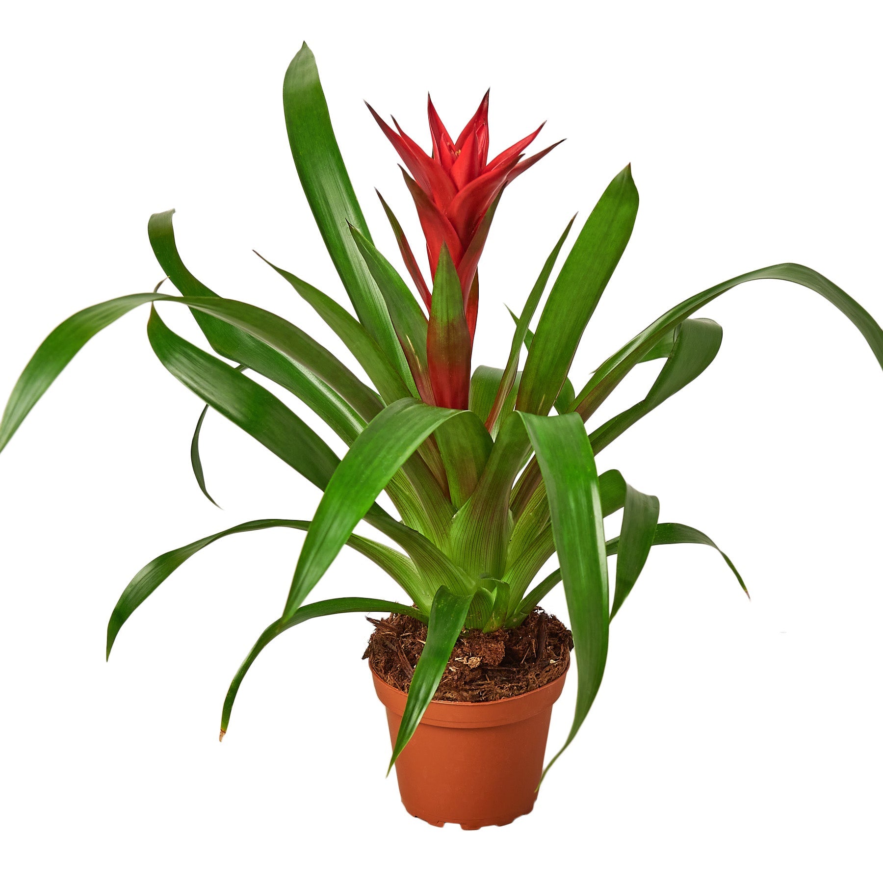 Guzmania Bromeliad 'Red' Default 4" Pot / Nursery Pot Austin Jungle Co.