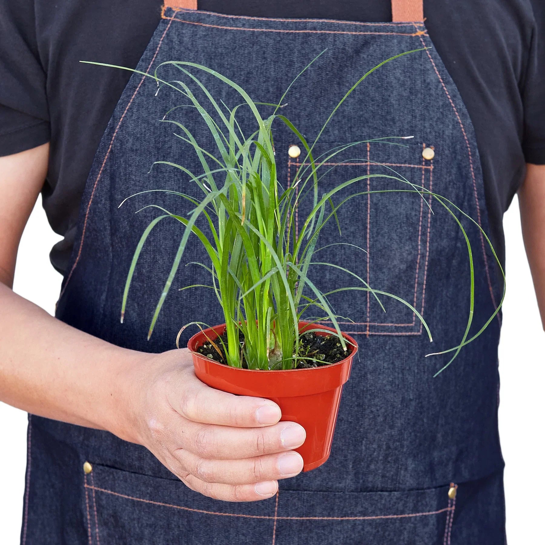 Palm Ponytail Indoor Plants 4" Pot Austin Jungle Co.