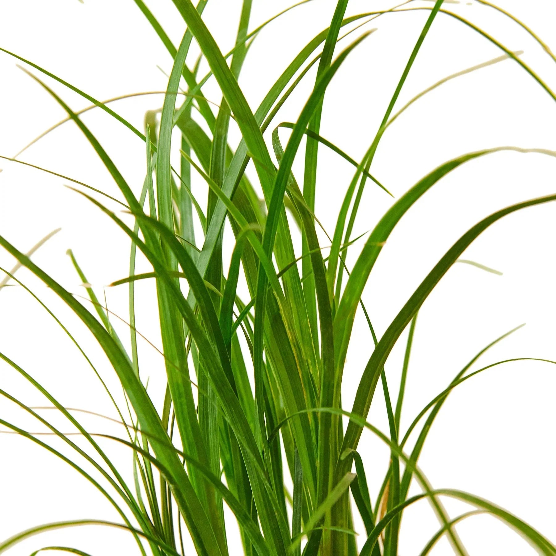 Palm Ponytail Indoor Plants 3" Pot Austin Jungle Co.