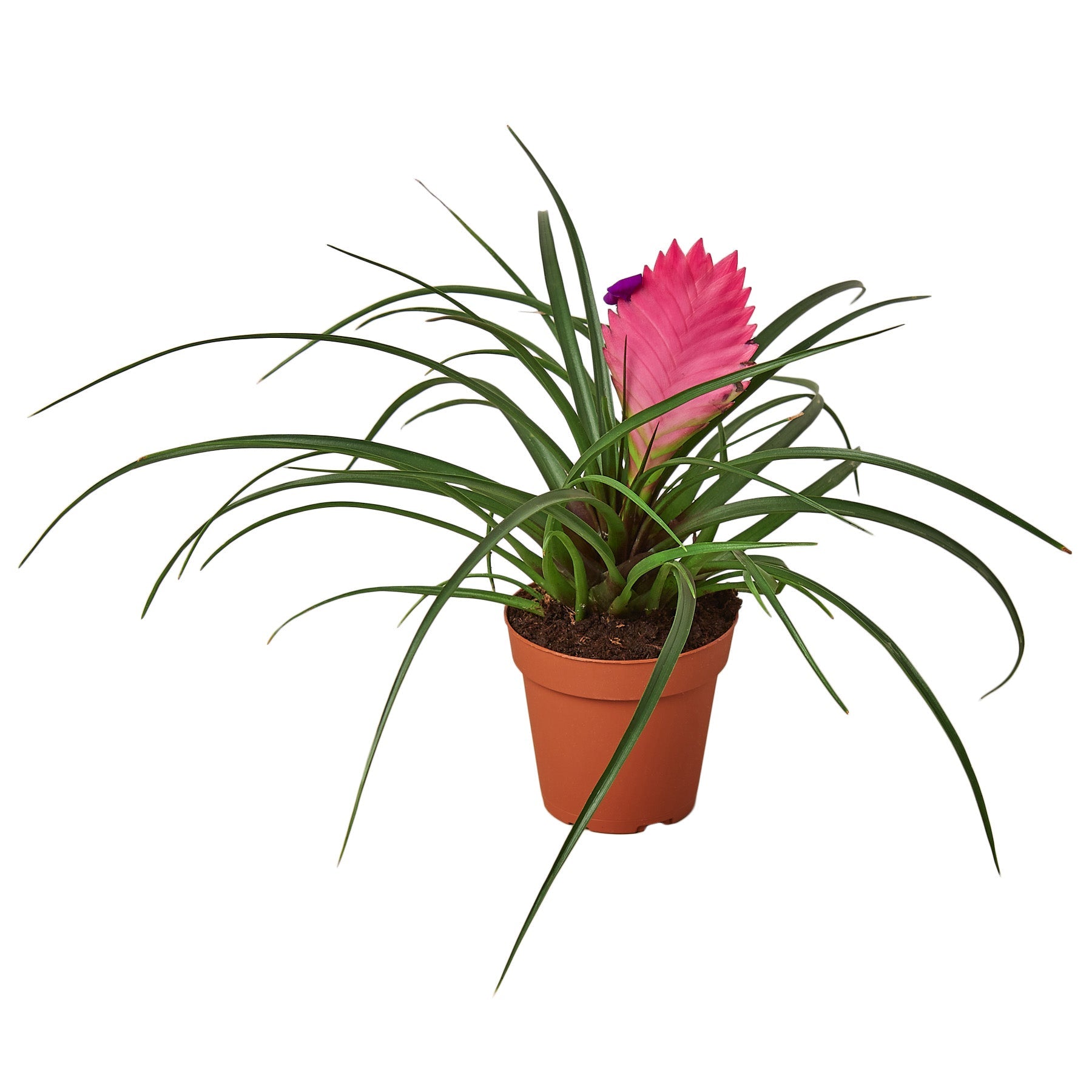 Bromeliad Cyanea 'Pink Quill' Default 4" Pot Austin Jungle Co.