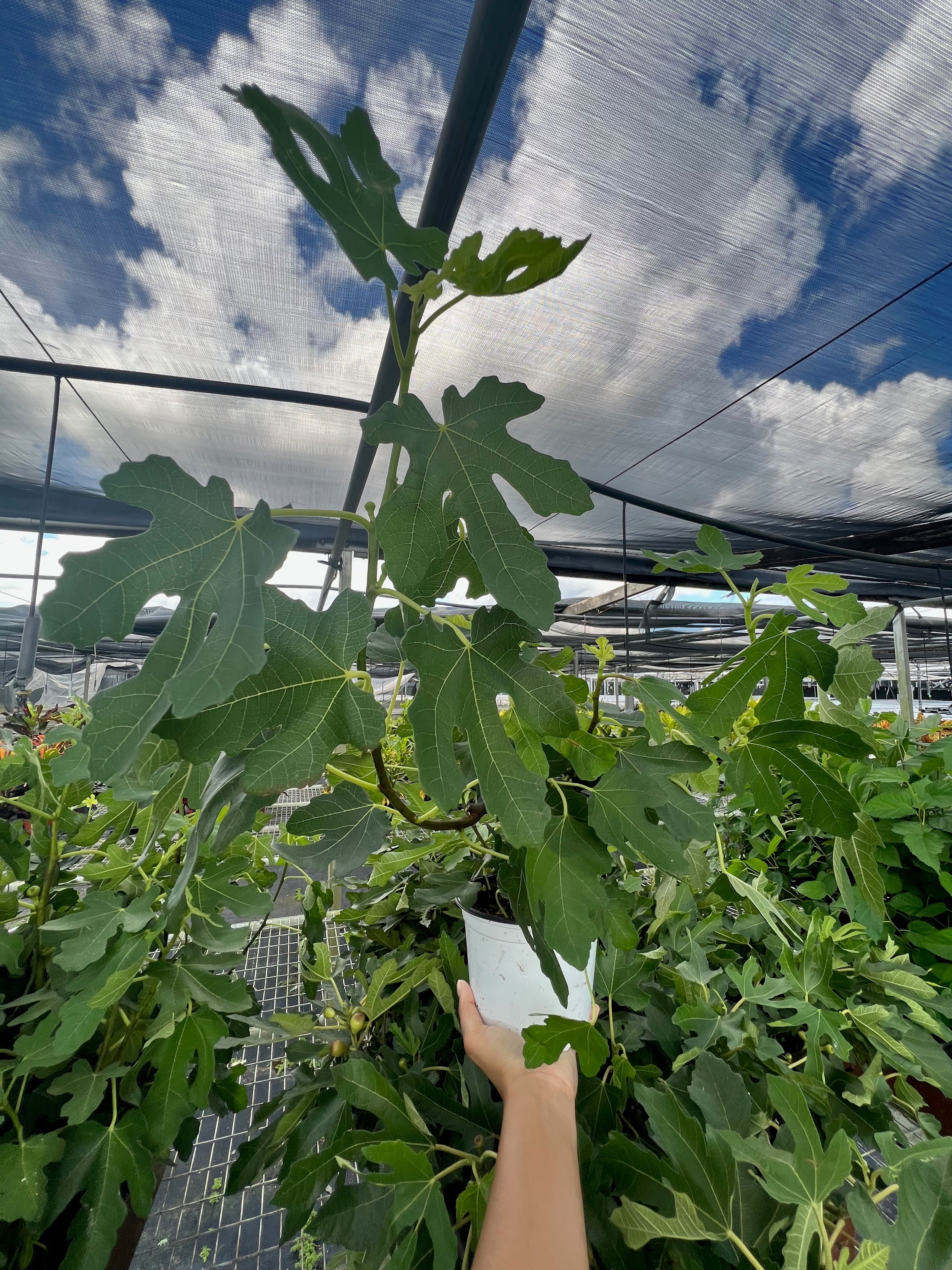 ED Fig Indoor Plants 4" Pot Austin Jungle Co.