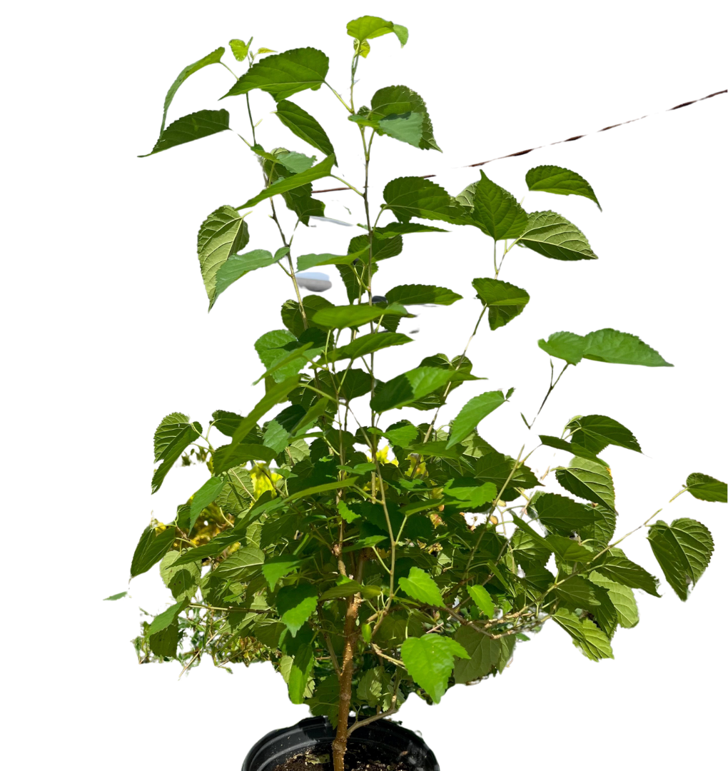 ED Mulberry Indoor Plants 6" Pot Austin Jungle Co.