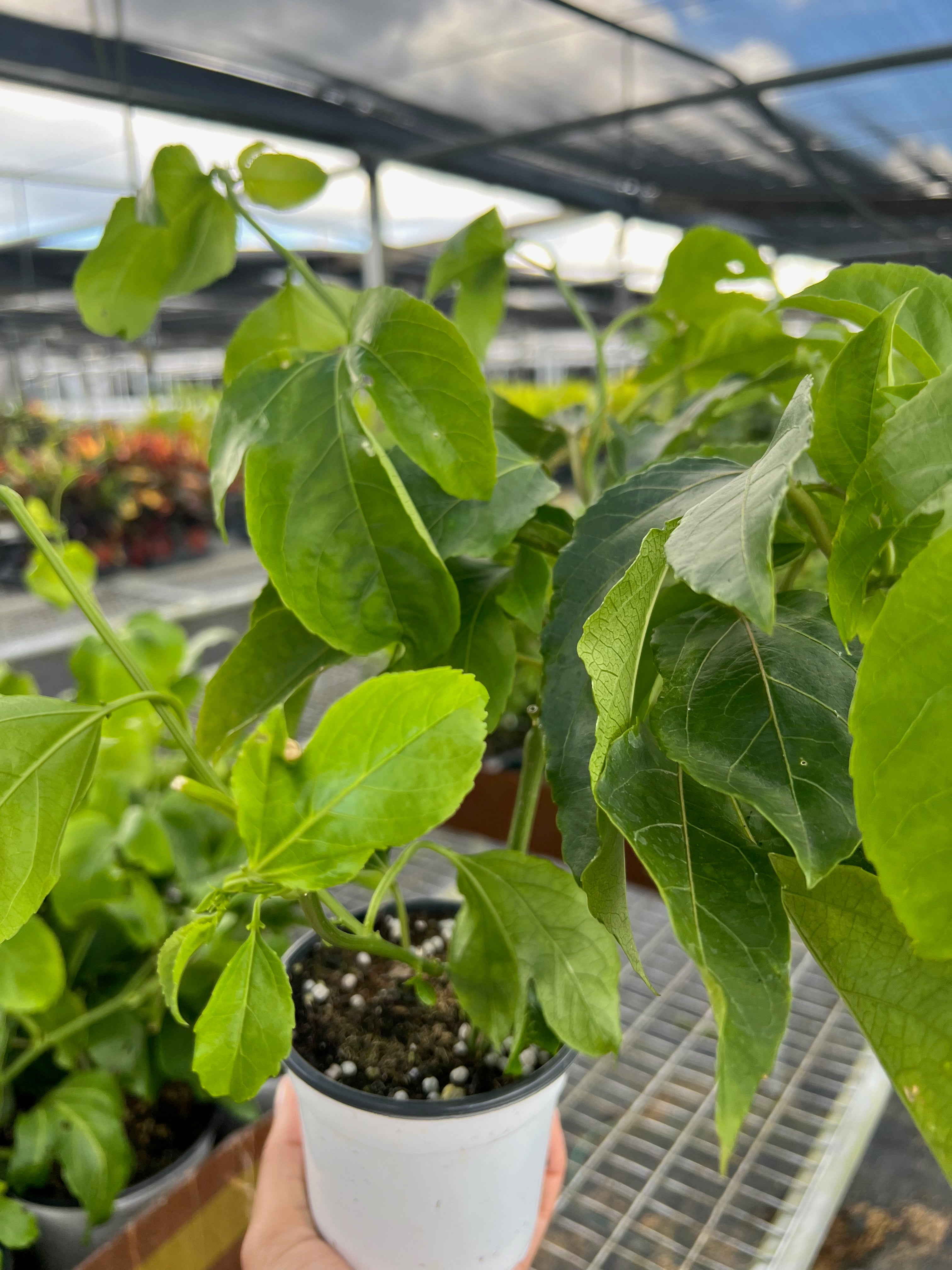 ED Passion Fruit Indoor Plants 4" Pot Austin Jungle Co.