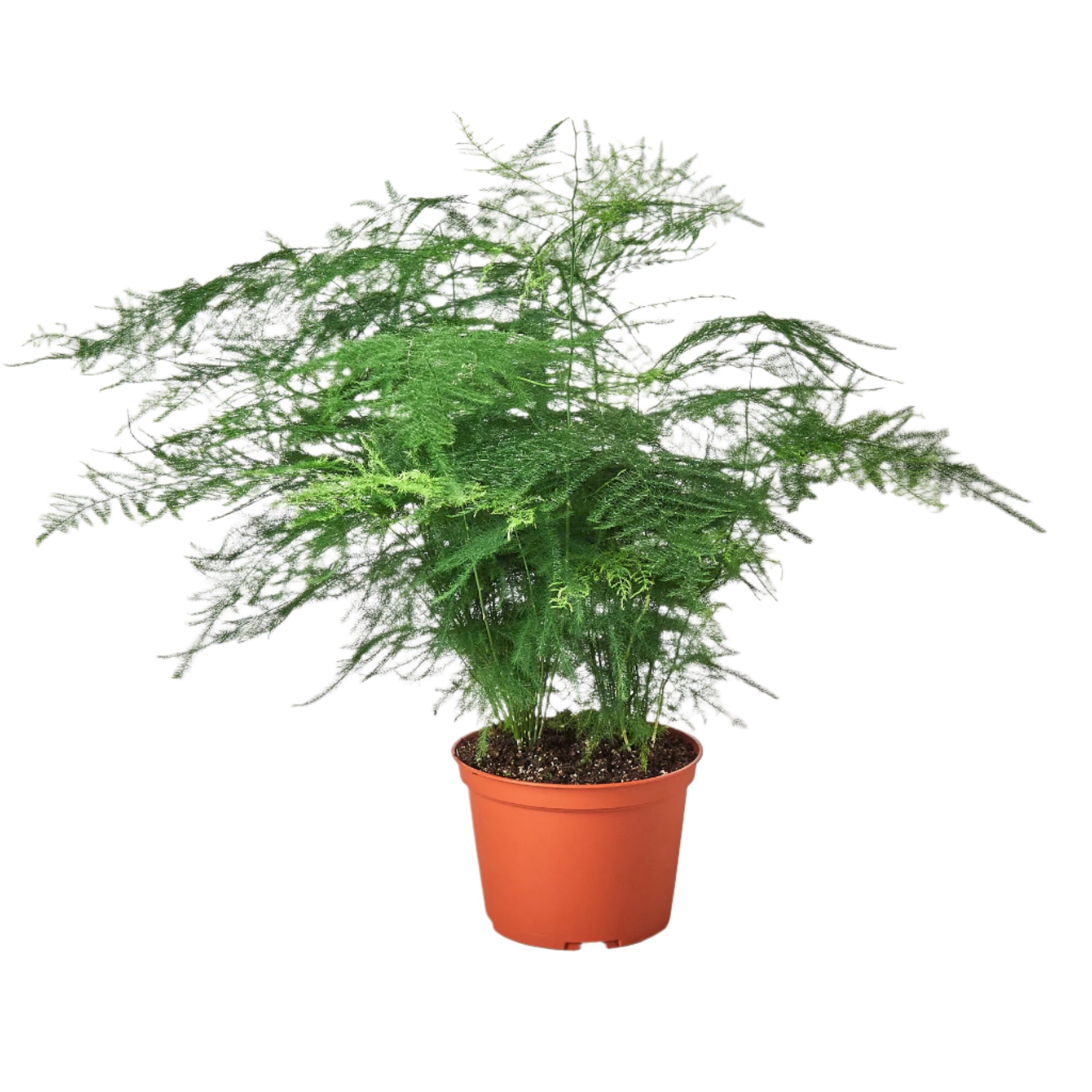 Fern 'Asparagus' 6" Plant 6" Pot Austin Jungle Co.