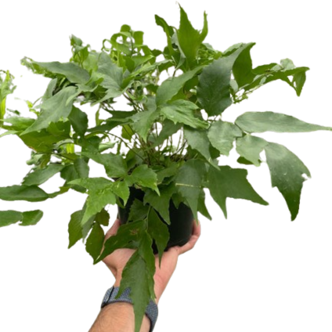 Fern 'Holly' - Austin Jungle Co.
