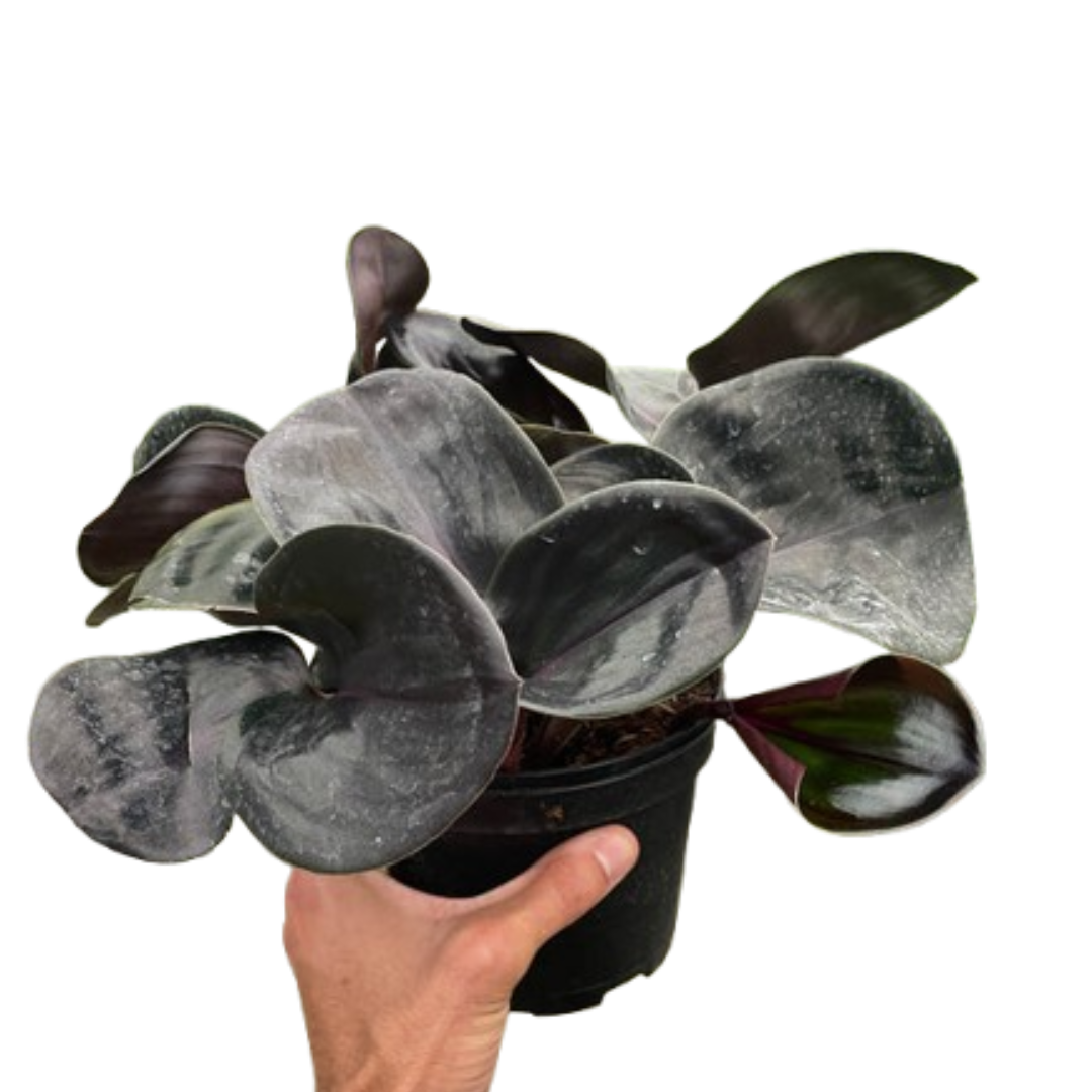 Geogenanthus 'Ciliatus' Indoor Plants 6" Pot Austin Jungle Co.