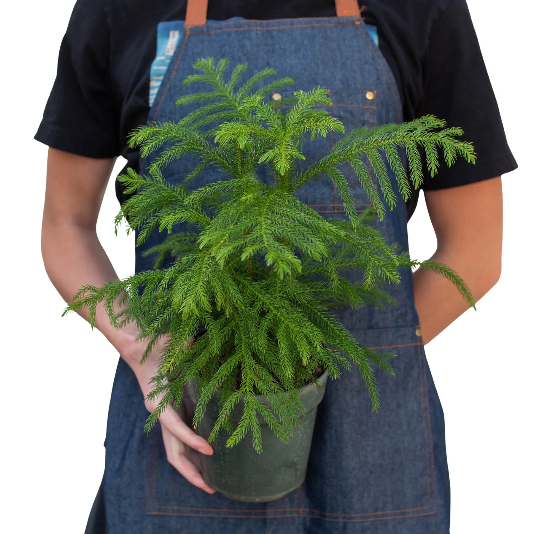 Norfolk 'Island Pine'