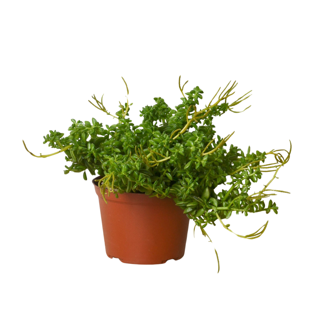 Peperomia 'Axillaris' 6" Pot Austin Jungle Co.