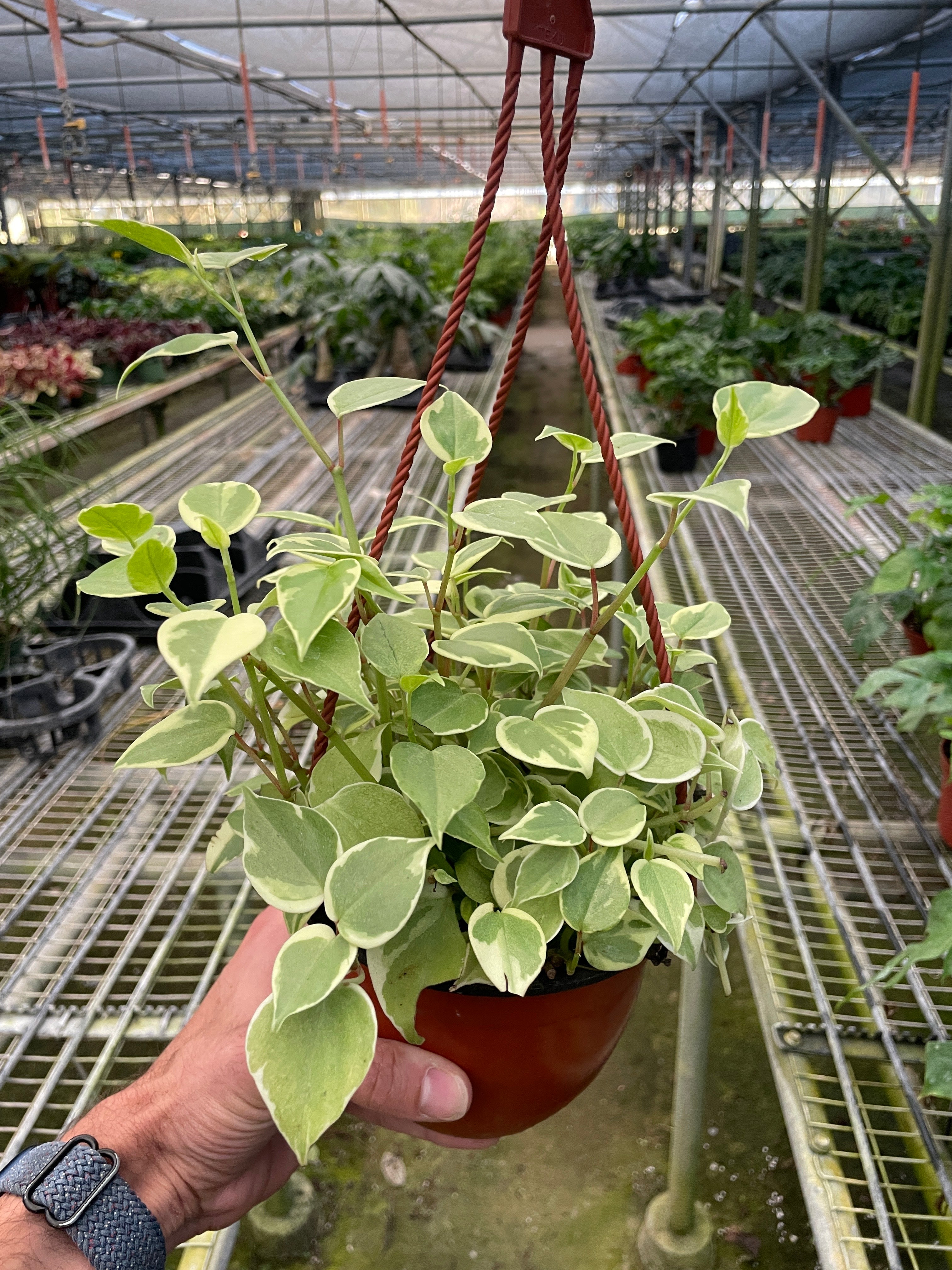 Peperomia 'Cupid' 4" Pot Austin Jungle Co.