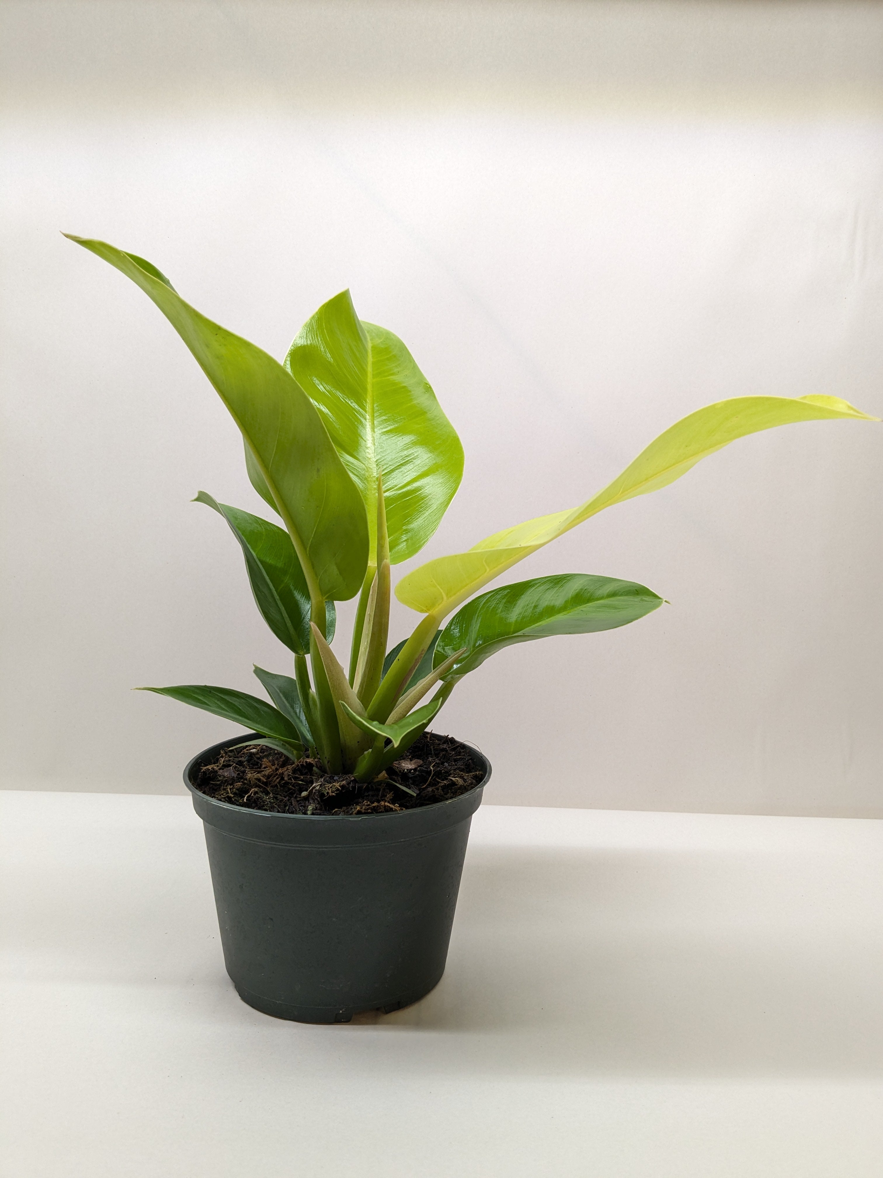 Philodendron 'Moonlight'