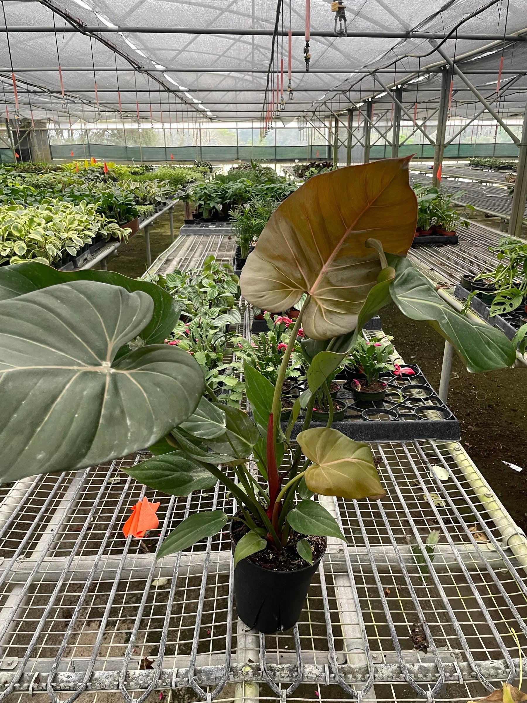 Austin Jungle Co. 2" Pot Indoor Plants Philodendron 'Summer Glory'