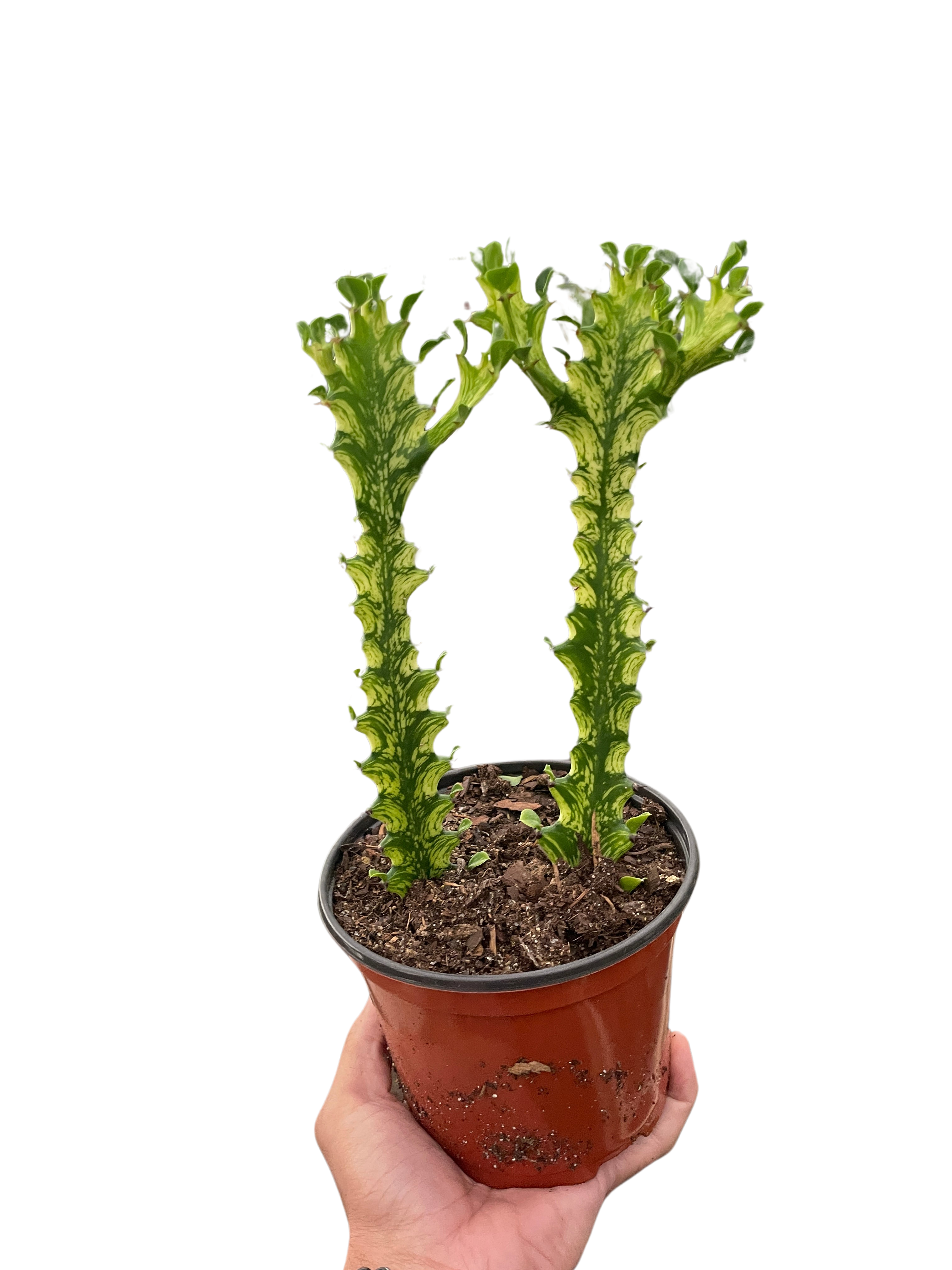 Euphorbia 'Mint Cream' - Austin Jungle Co.