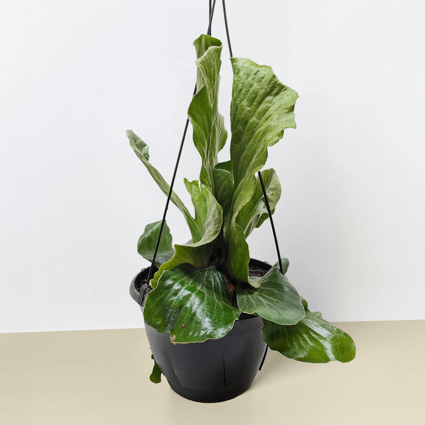 Elephant Ear Staghorn Fern