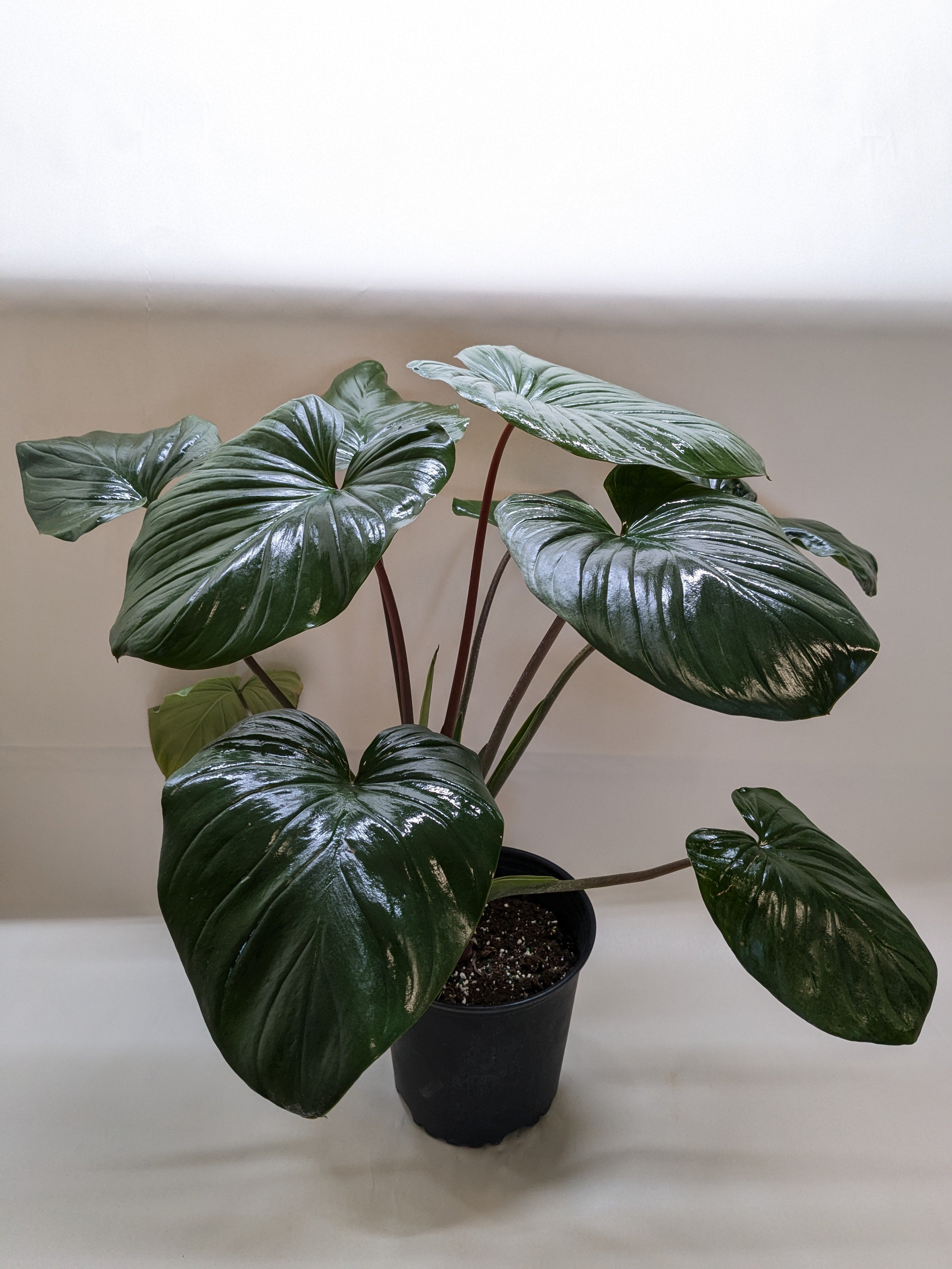 Homalomena 'Emerald Gem'