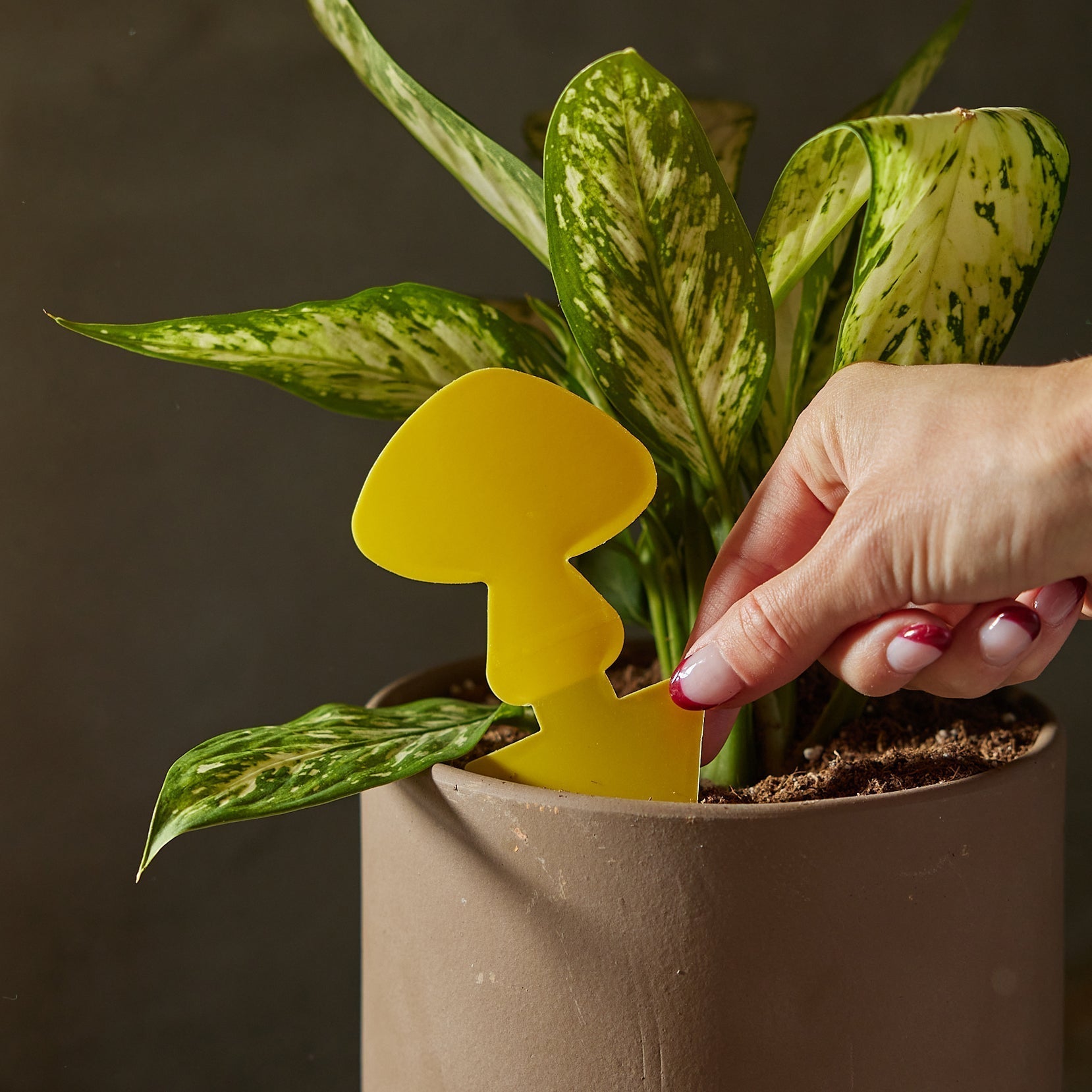 Sticky Traps for Plant Pests Default Title Austin Jungle Co.