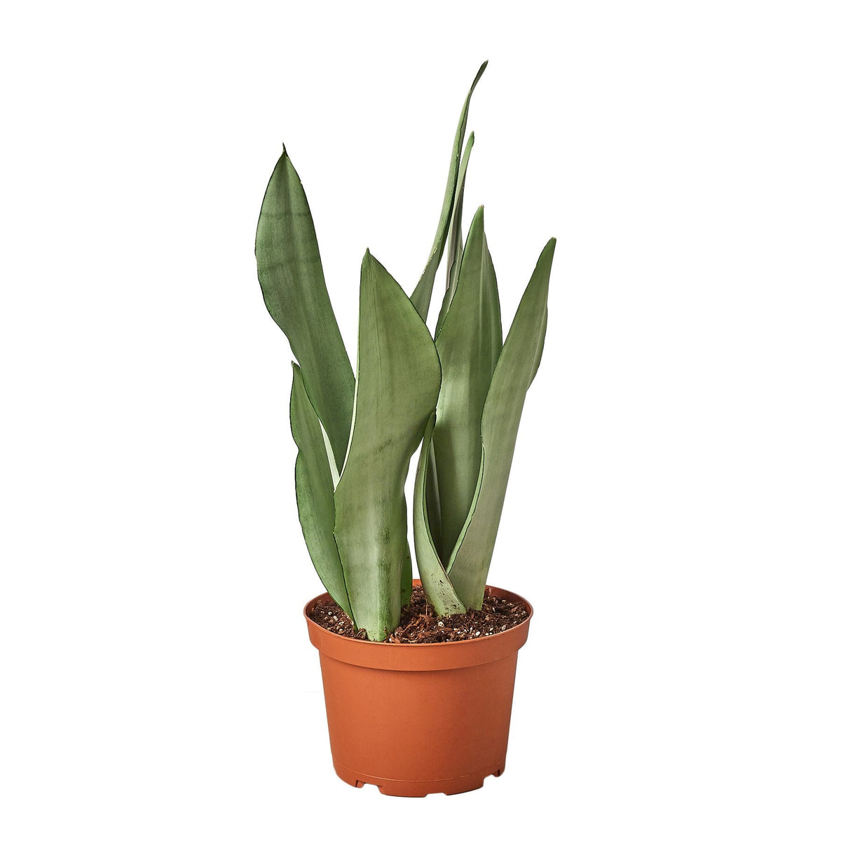 Snake Plant 'Moonshine' live plant, photo 3 - Austin Jungle Co.