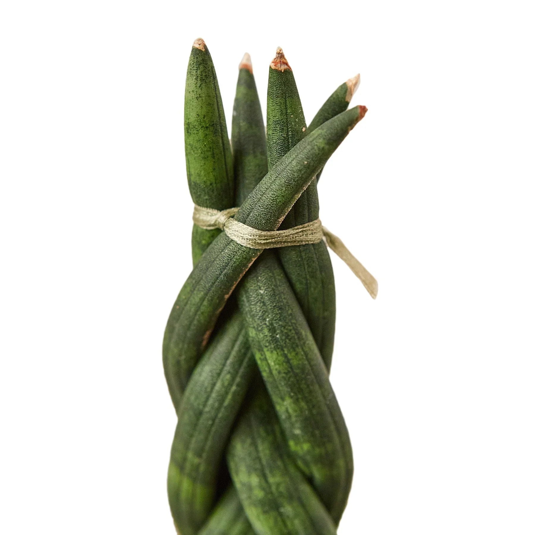 Snake Plant Braided - Austin Jungle Co.