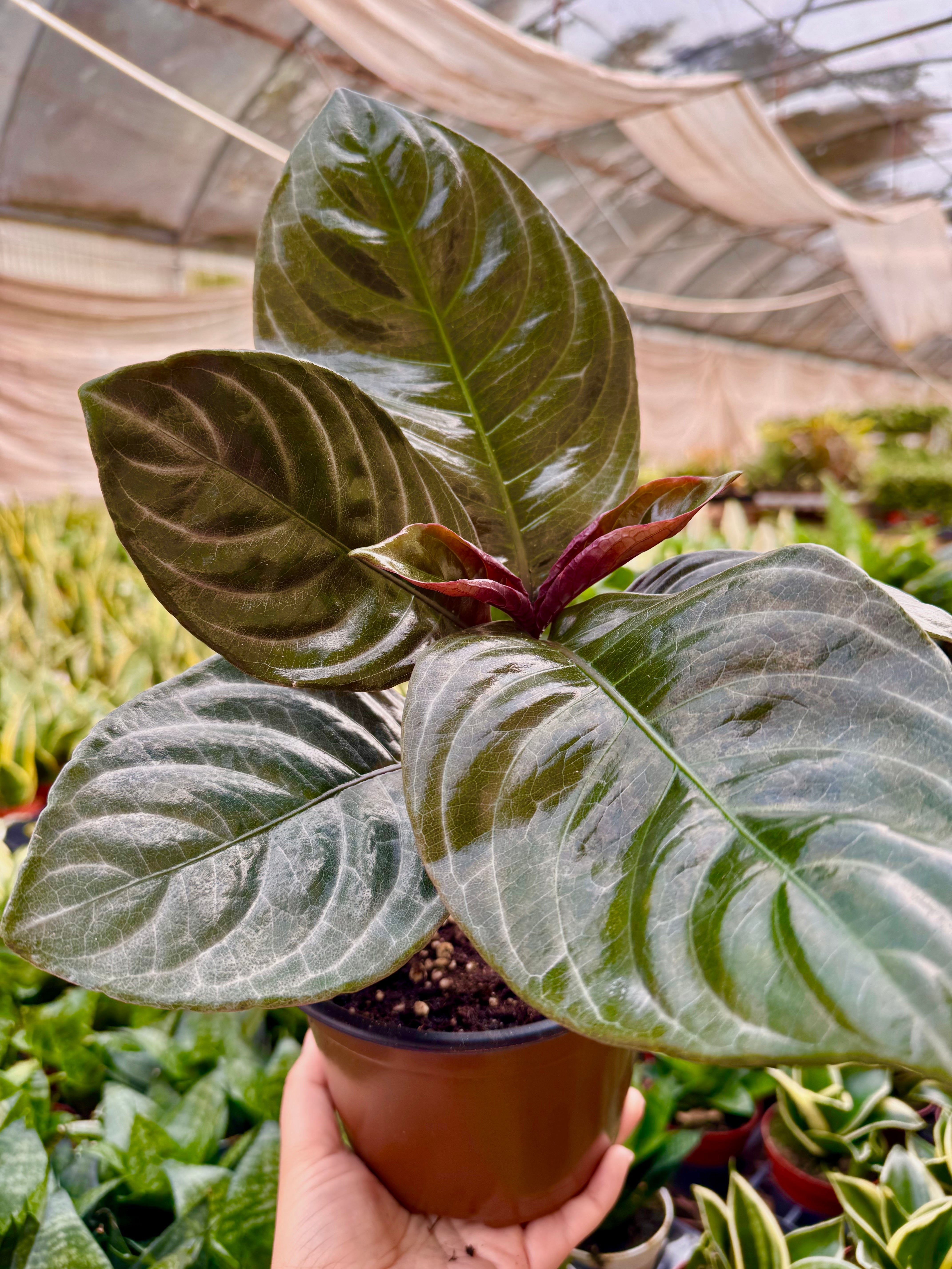 Aphelandra 'Nova Fuego' Indoor Plants 6" Pot Austin Jungle Co.