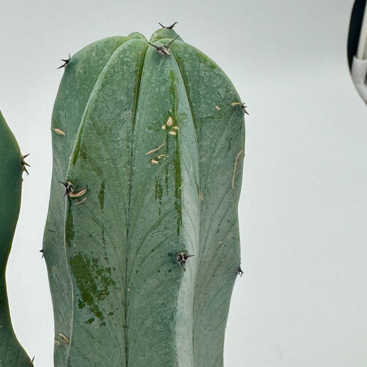 'Blue Candle' Cactus live plant, photo 2 - Austin Jungle Co.