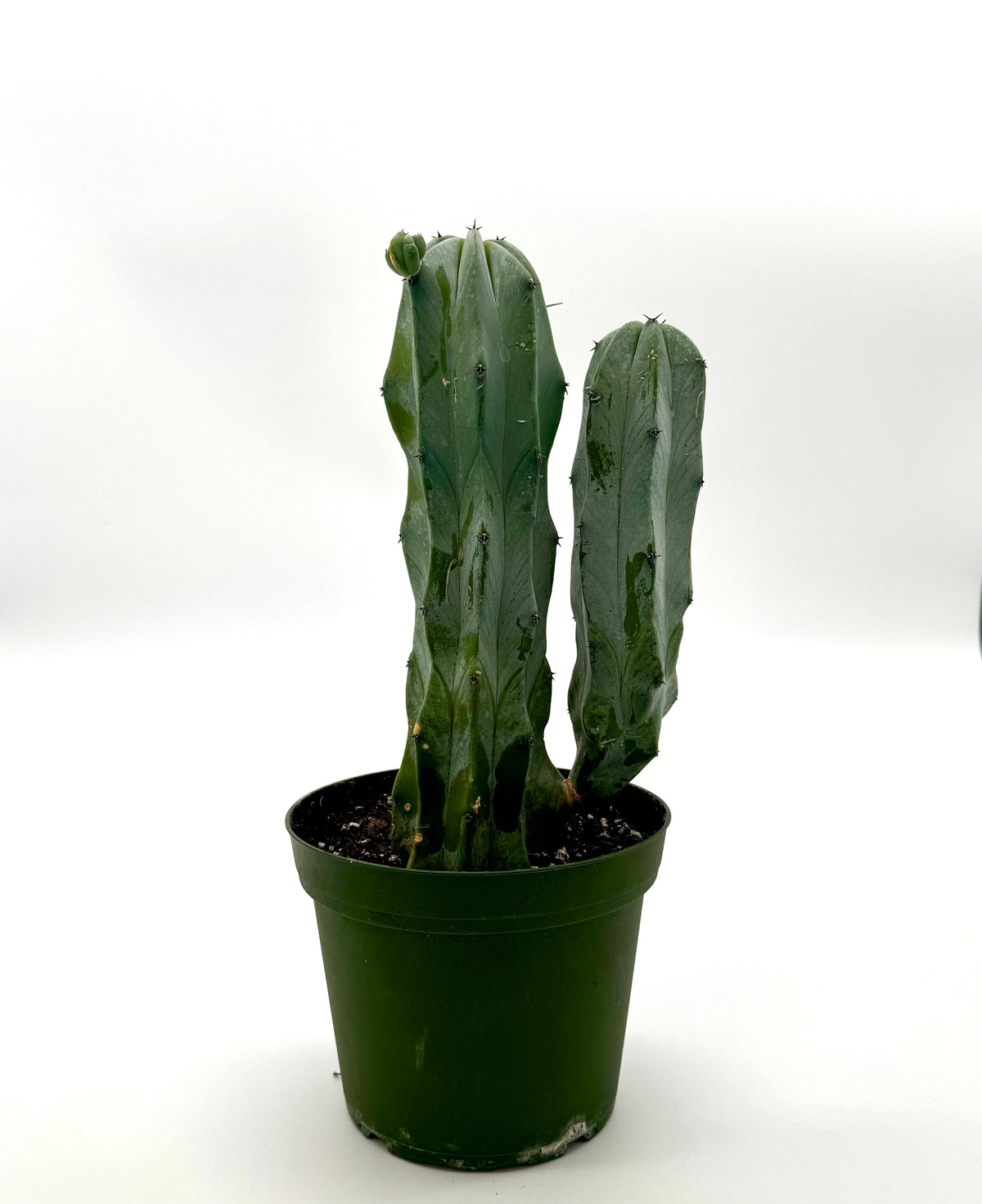 'Blue Candle' Cactus live plant, photo 4 - Austin Jungle Co.