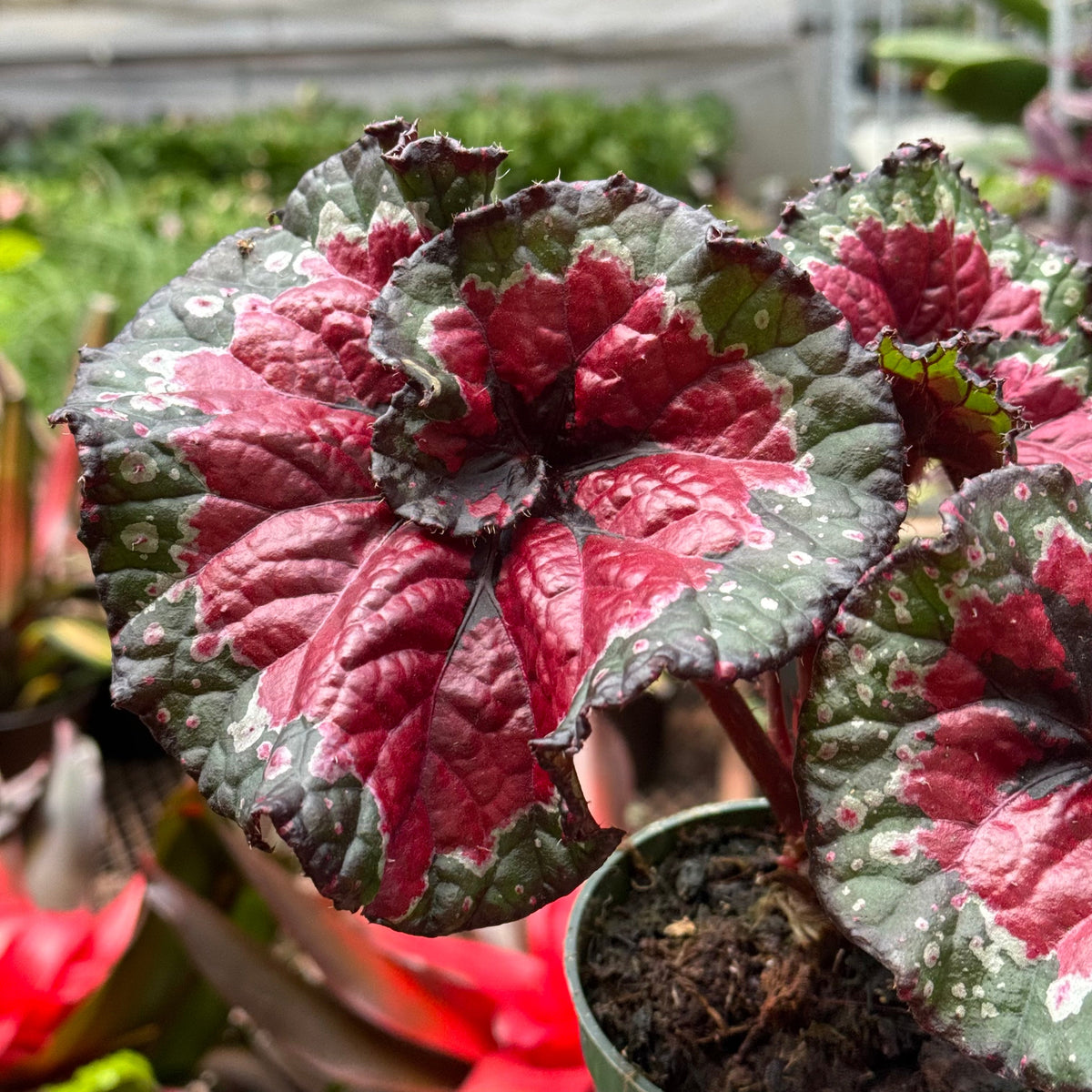Begonia 'Macarena Cruz' live plant, photo 2 - Austin Jungle Co.