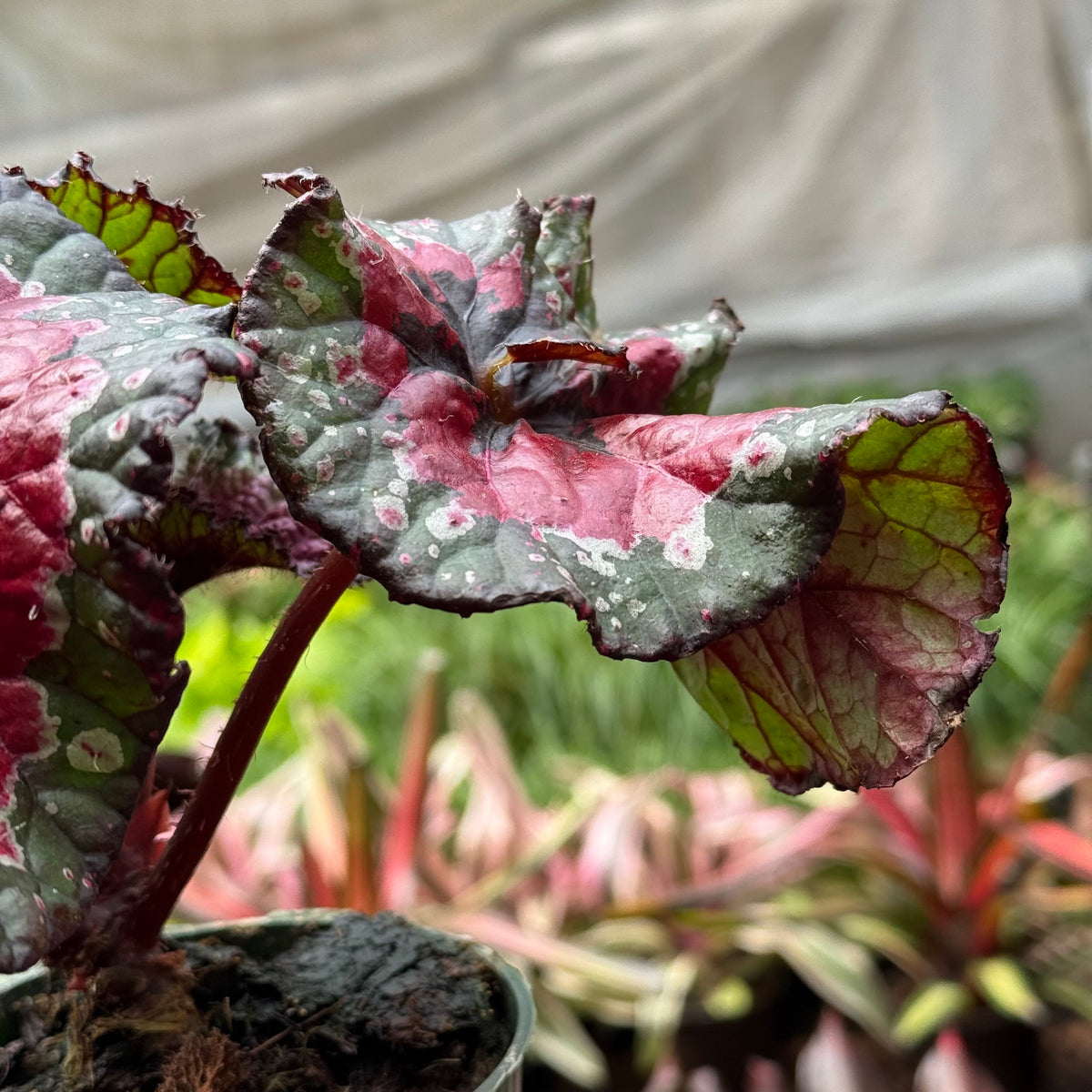Begonia 'Macarena Cruz' live plant, photo 3 - Austin Jungle Co.
