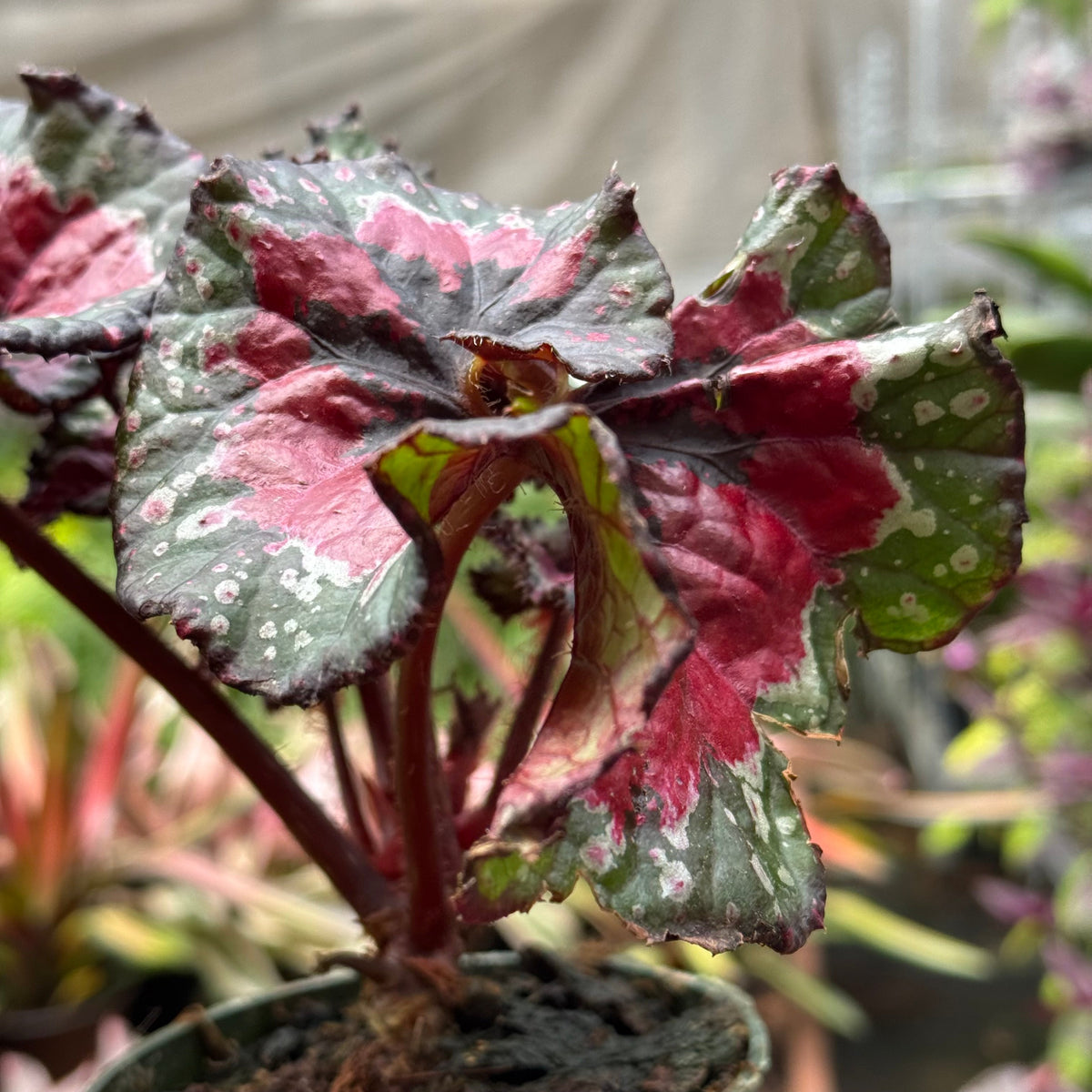 Begonia 'Macarena Cruz' live plant, photo 4 - Austin Jungle Co.