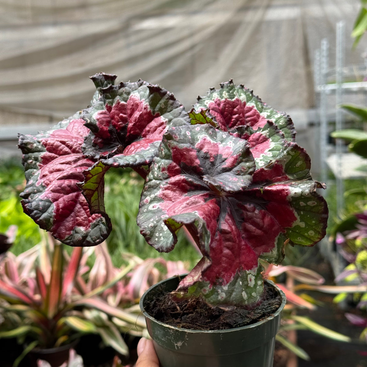 Begonia 'Macarena Cruz' live plant, photo 1 - Austin Jungle Co.