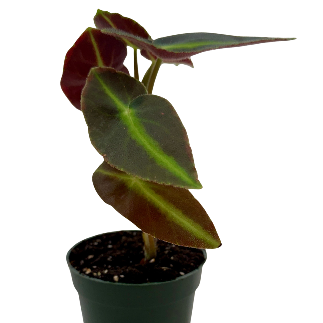 Begonia 'Listada' live plant, photo 1 - Austin Jungle Co.